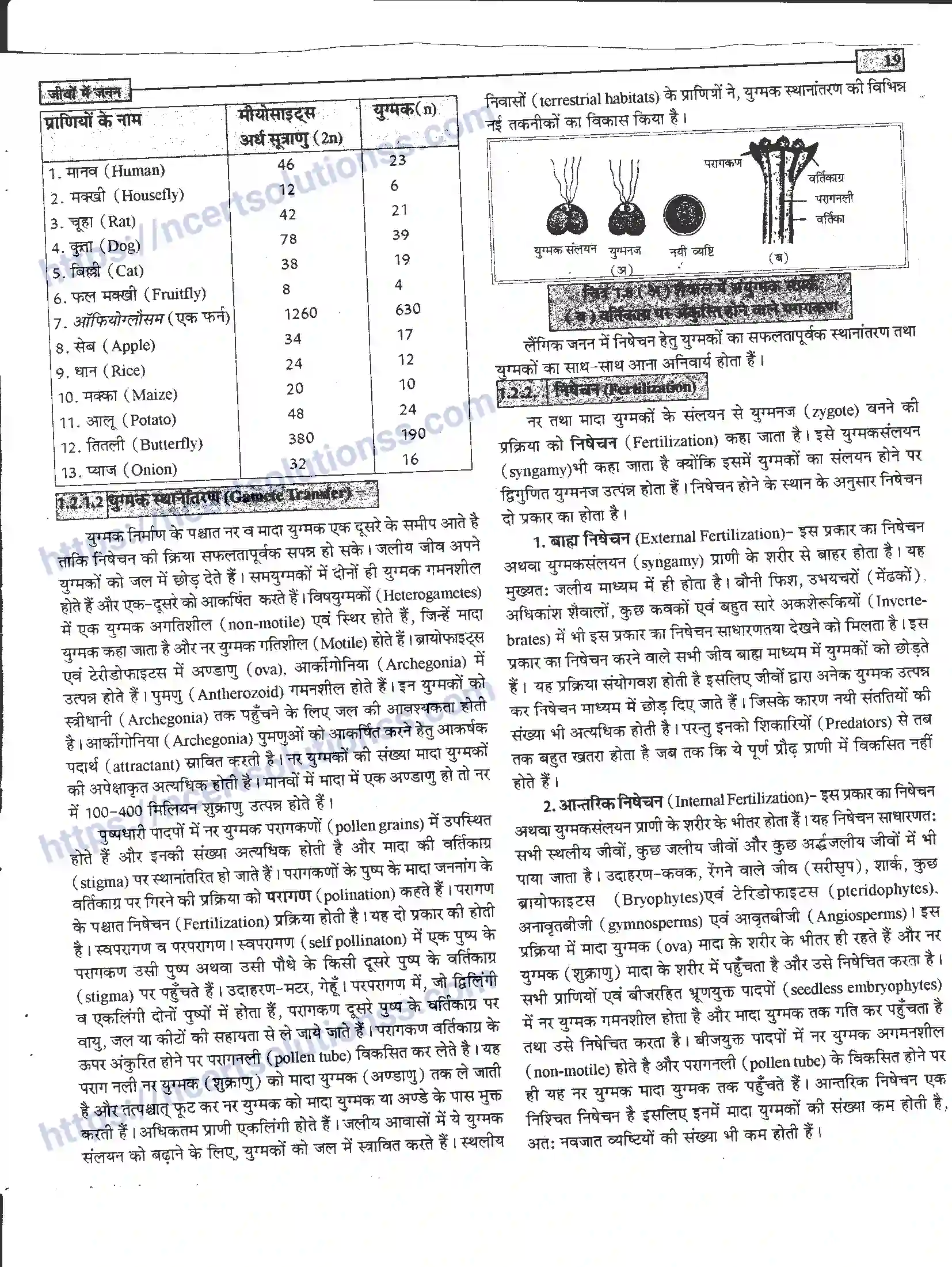 NCERT-Notes-Class-12-जीवand-विज्ञान-जीवों-मैं-जनन-939-page-9