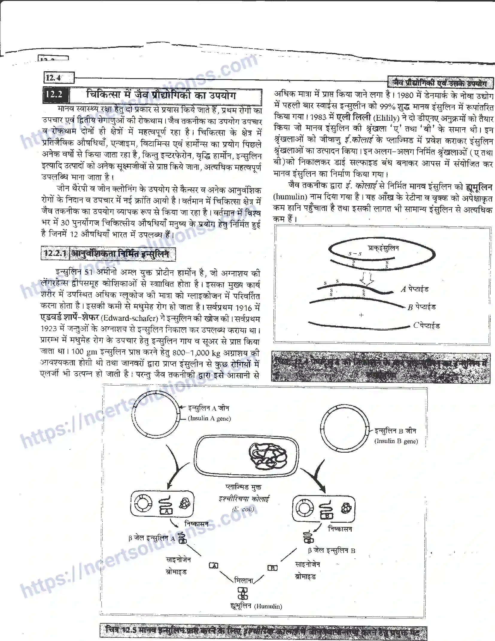 NCERT-Notes-Class-12-जीवand-विज्ञान-जैव-प्रोधोगिकी-एवं-उसके-उपयोग-950-page-4