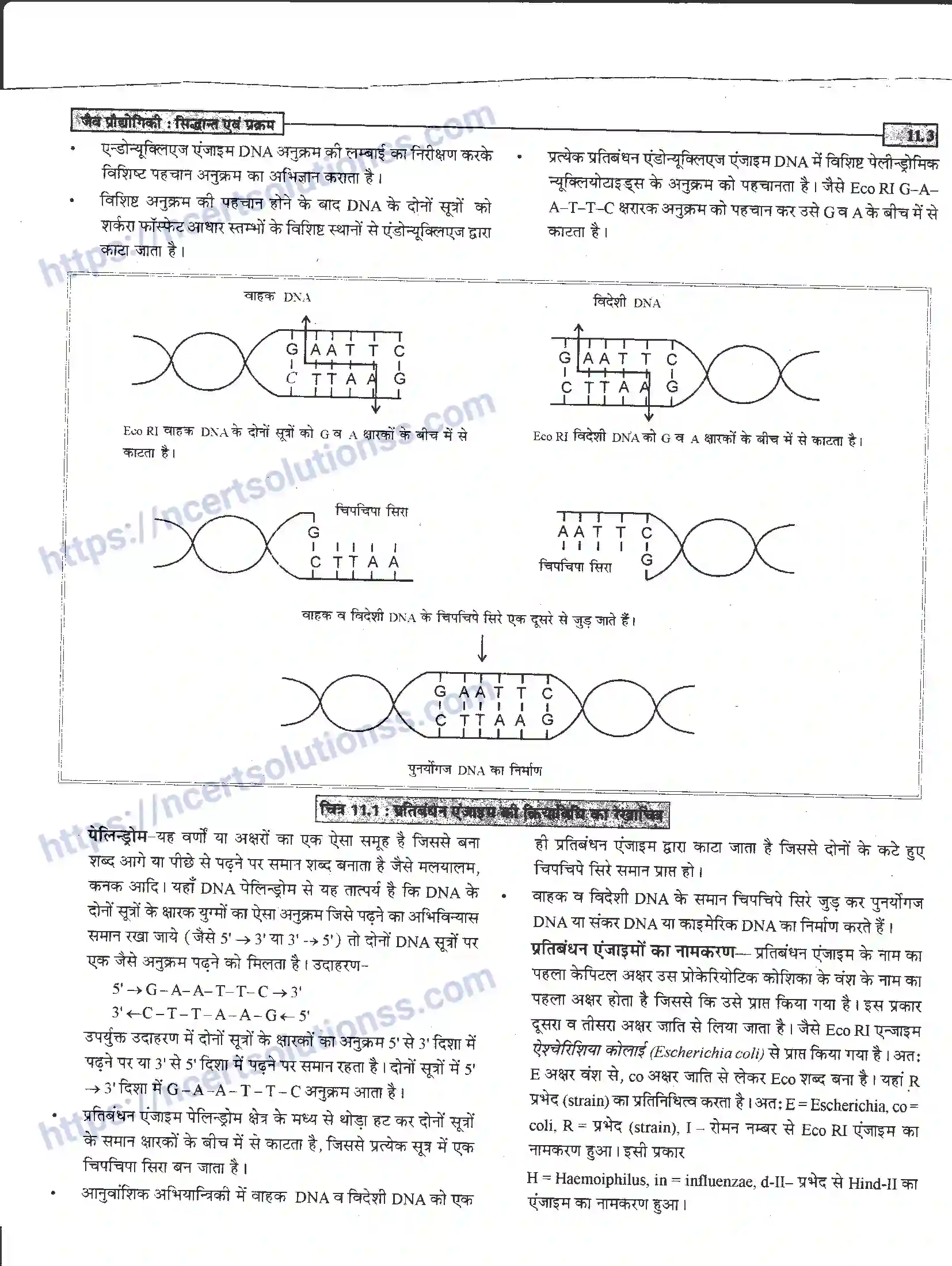 NCERT-Notes-Class-12-जीवand-विज्ञान-जैव-प्रोधोगिकीand--सिद्धान्त-एवं-प्रक्रम-949-page-3