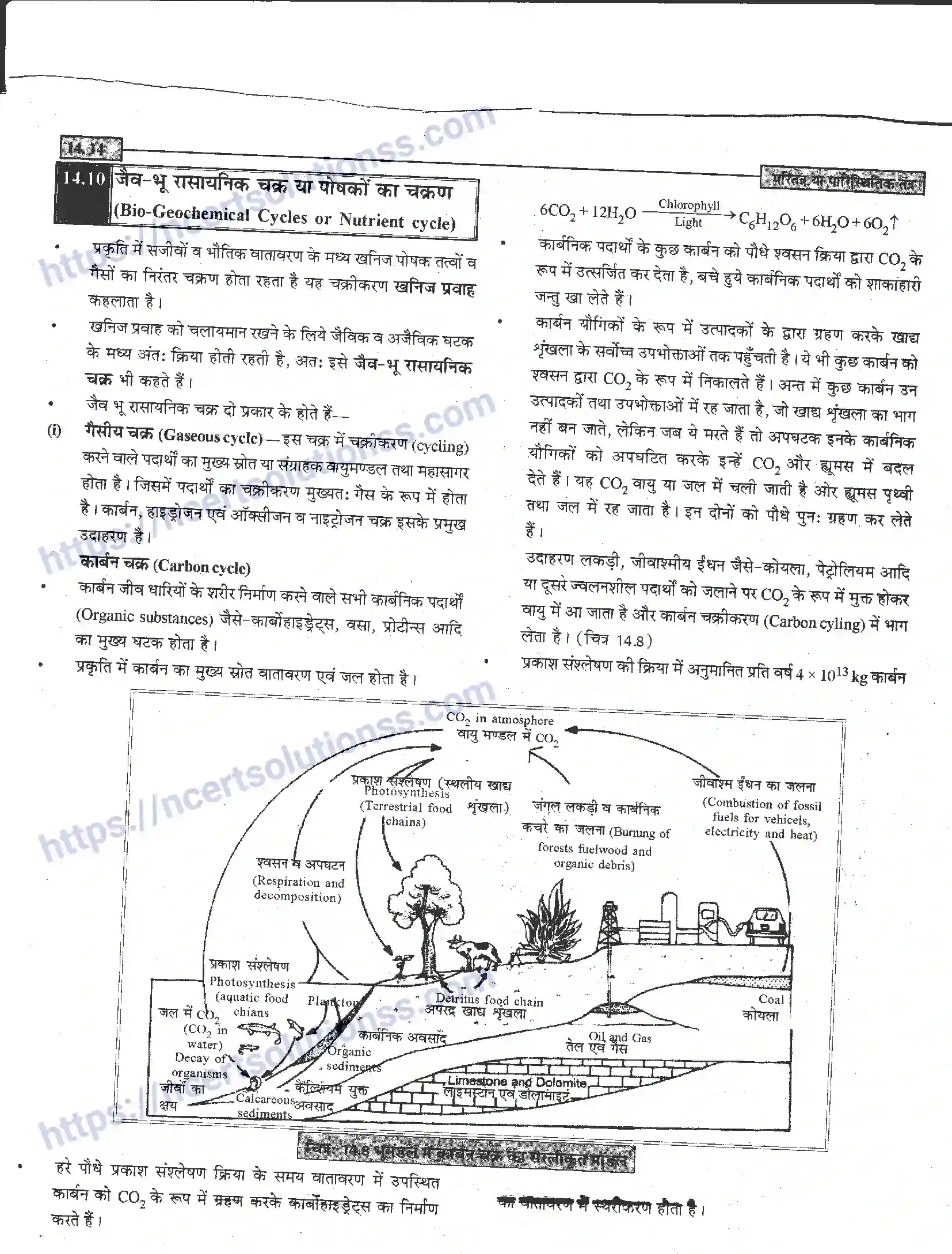 NCERT-Notes-Class-12-जीवand-विज्ञान-पारितंत्र-या-पारिस्थितिक-तंत्र-952-page-14