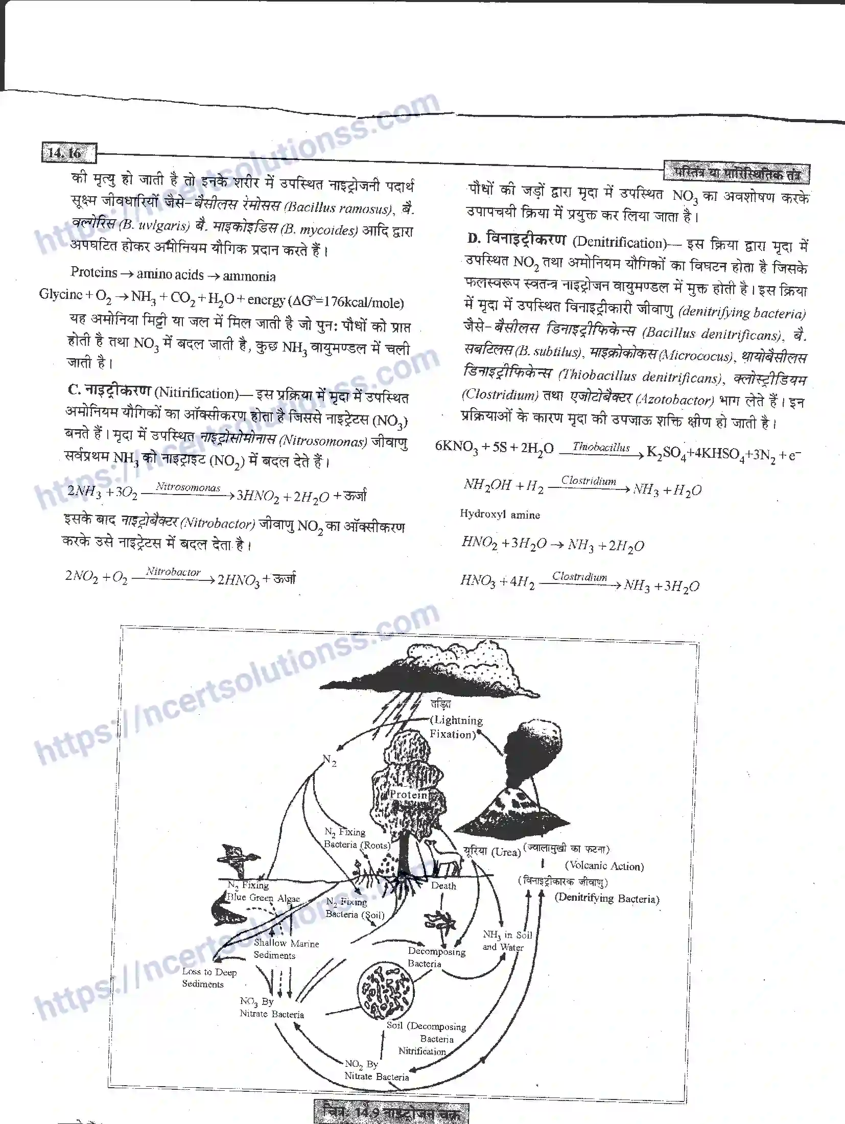 NCERT-Notes-Class-12-जीवand-विज्ञान-पारितंत्र-या-पारिस्थितिक-तंत्र-952-page-16