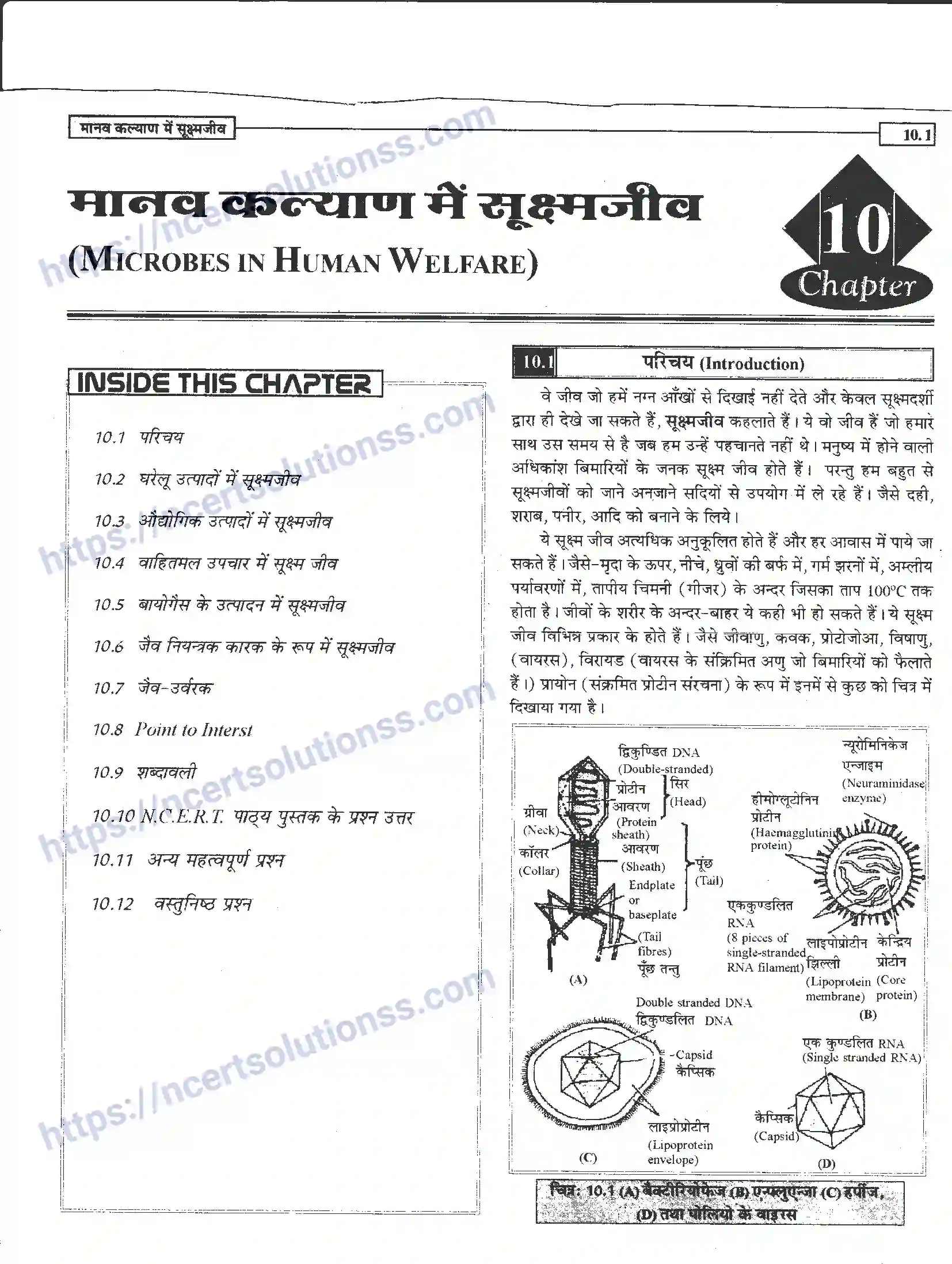 NCERT-Notes-Class-12-जीवand-विज्ञान-मानव-कल्याण-में-सूक्ष्मजीव-948-page-1
