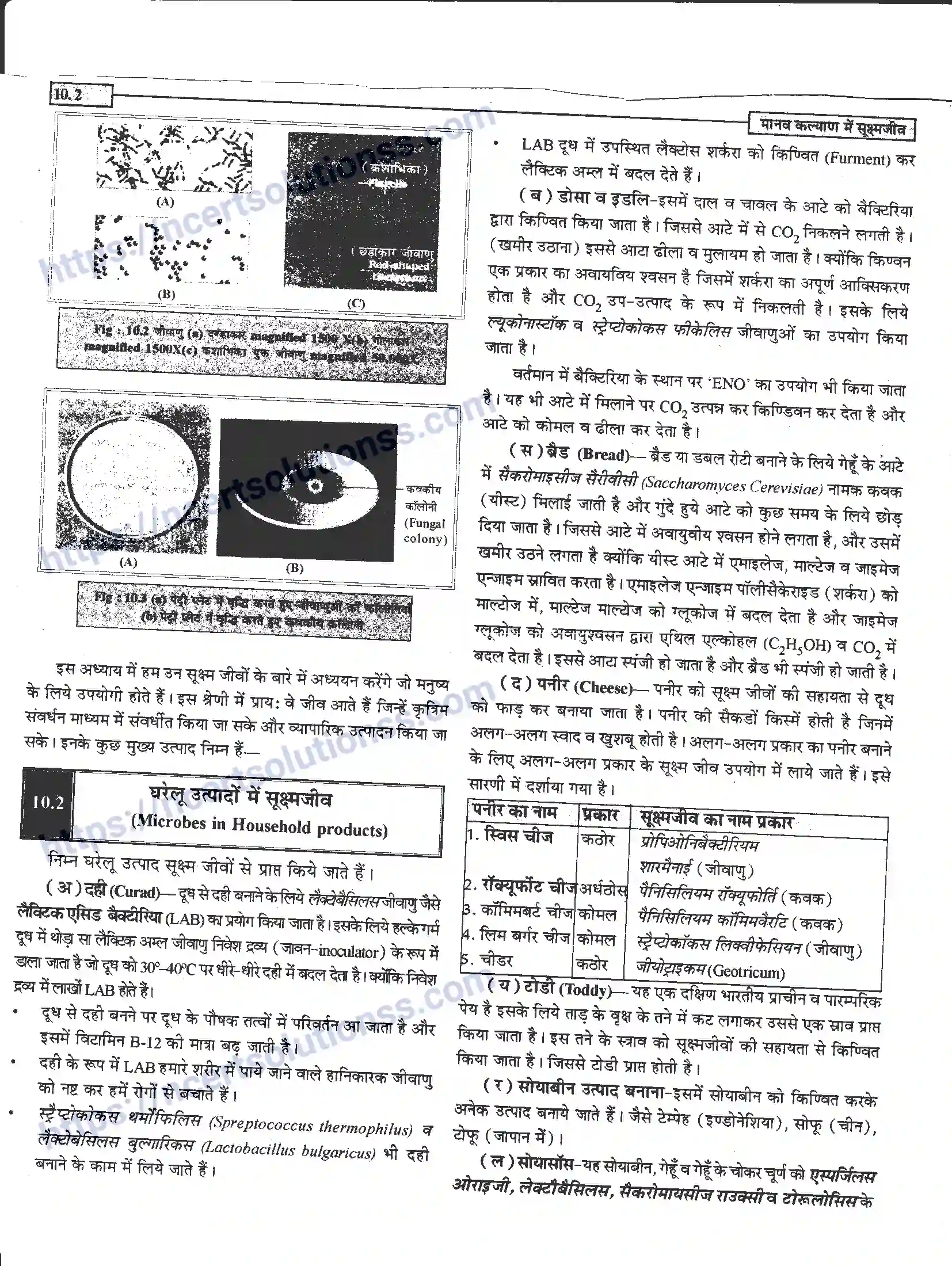 NCERT-Notes-Class-12-जीवand-विज्ञान-मानव-कल्याण-में-सूक्ष्मजीव-948-page-2