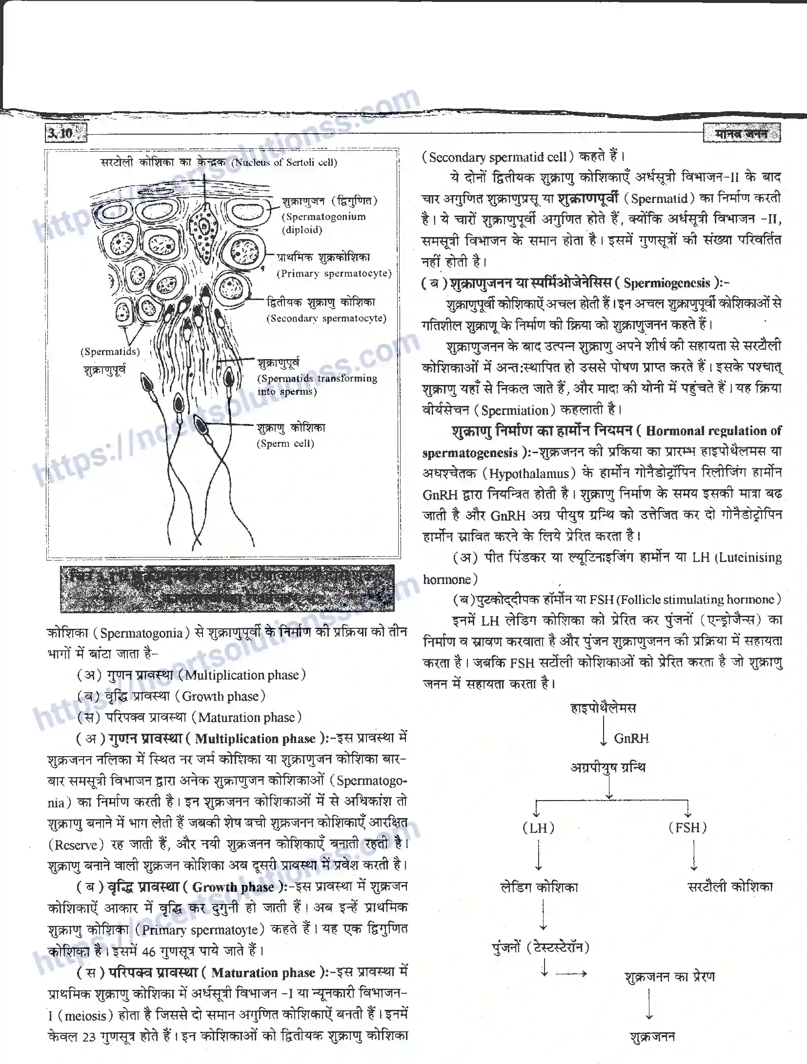 NCERT-Notes-Class-12-जीवand-विज्ञान-मानव-जनन-941-page-10