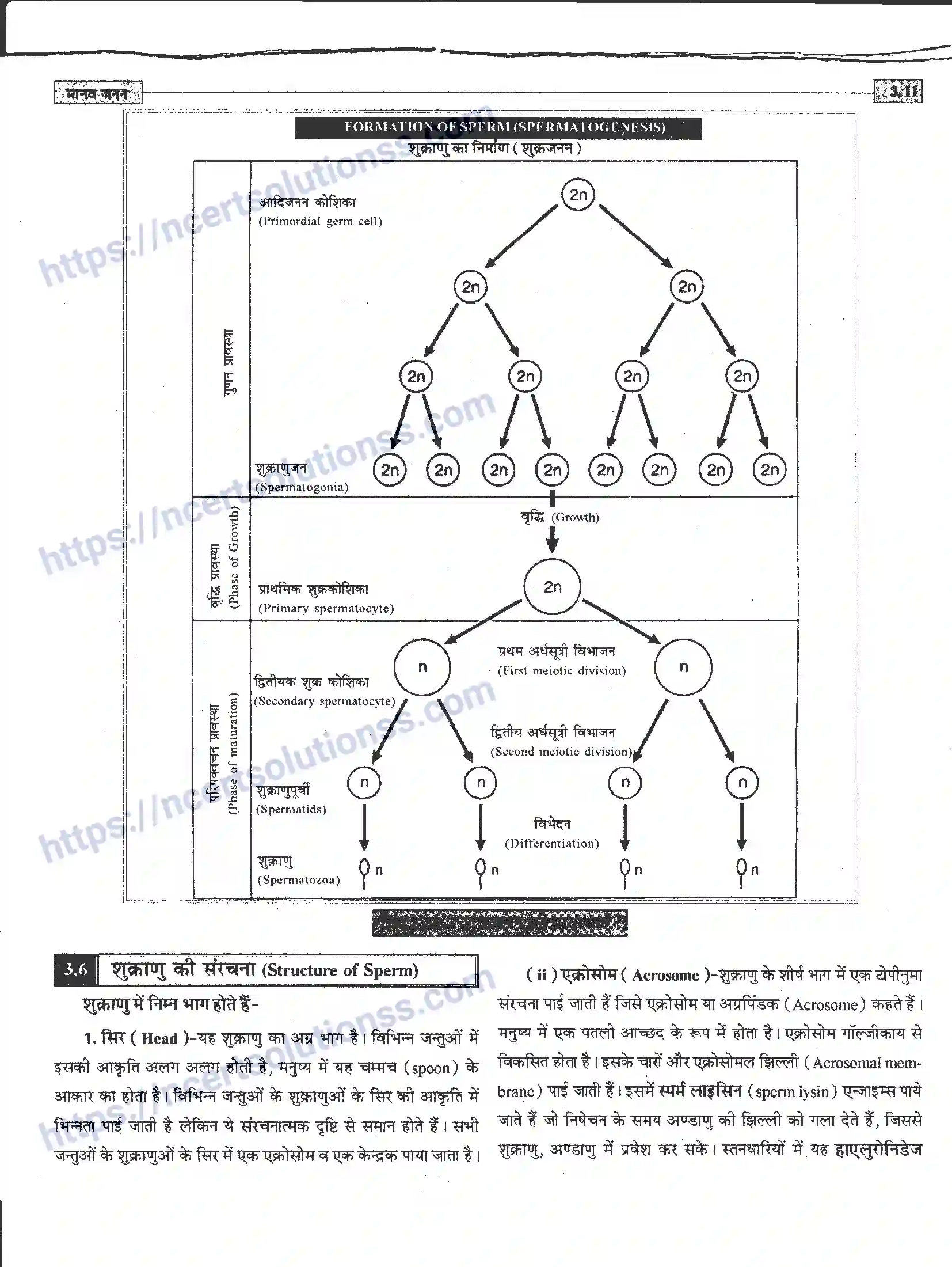 NCERT-Notes-Class-12-जीवand-विज्ञान-मानव-जनन-941-page-11