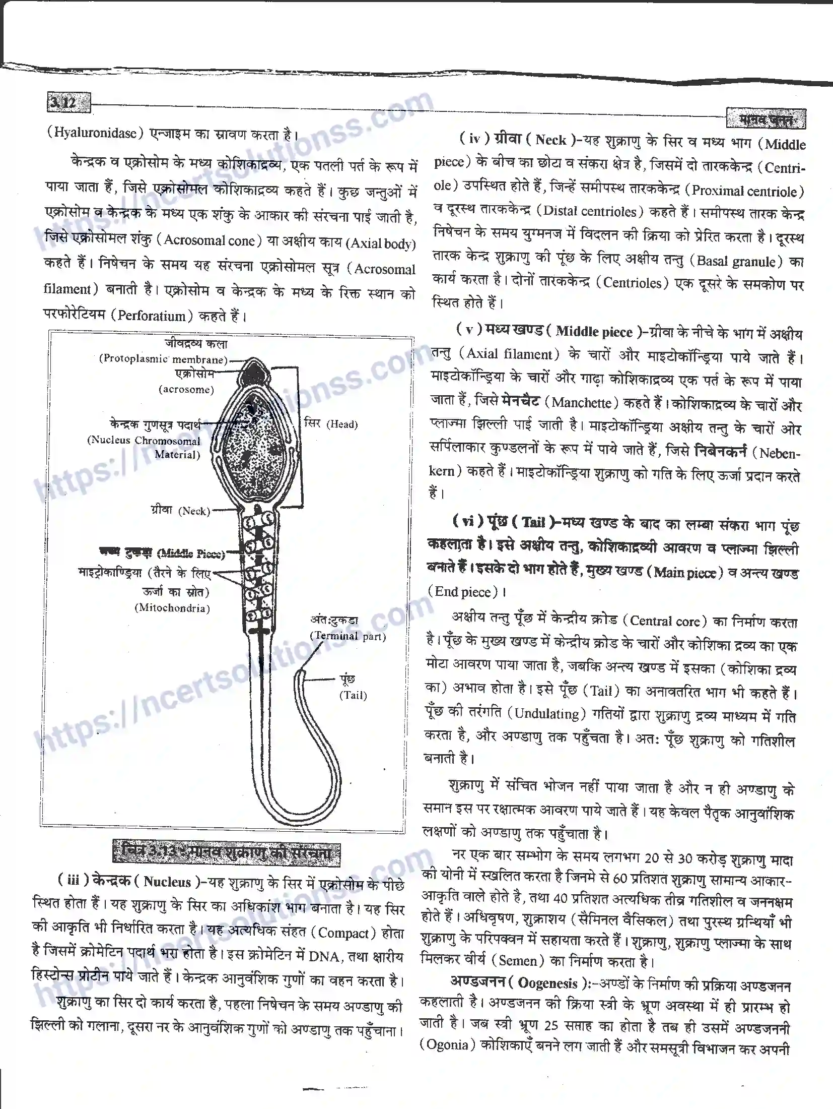 NCERT-Notes-Class-12-जीवand-विज्ञान-मानव-जनन-941-page-12