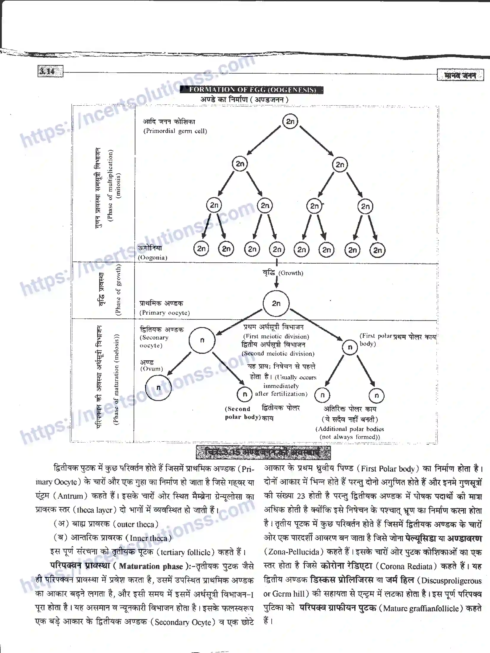 NCERT-Notes-Class-12-जीवand-विज्ञान-मानव-जनन-941-page-14