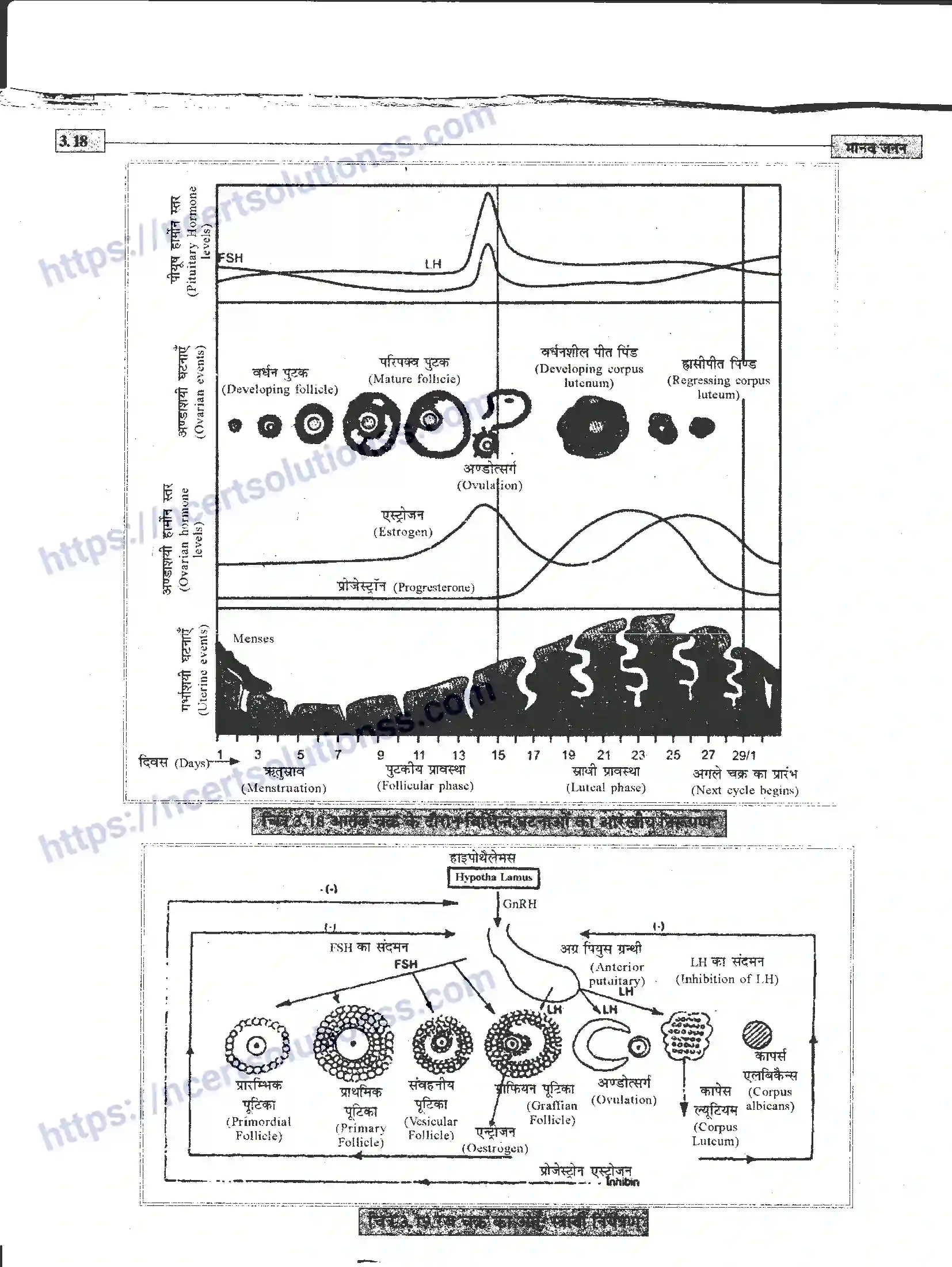 NCERT-Notes-Class-12-जीवand-विज्ञान-मानव-जनन-941-page-18