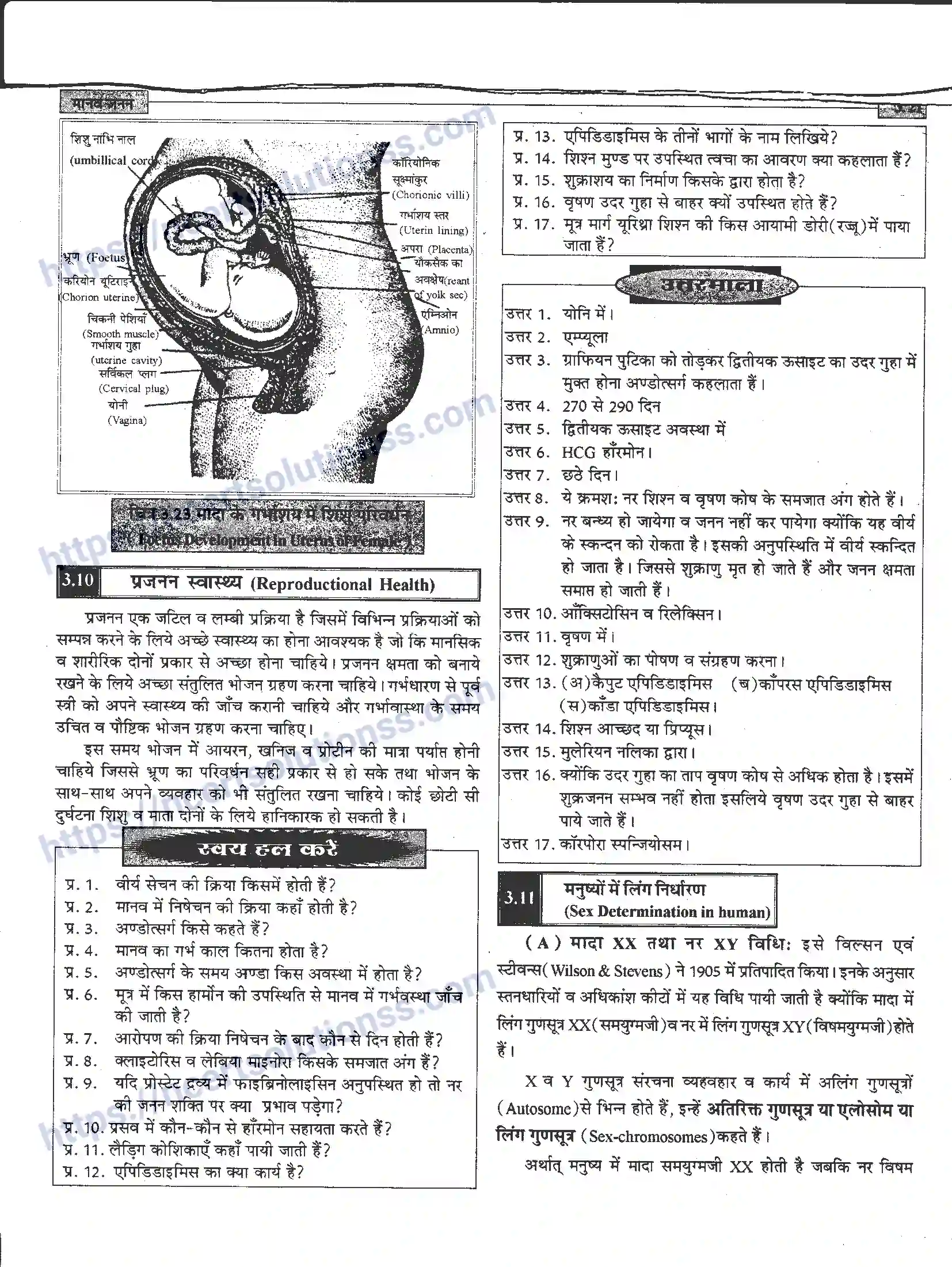 NCERT-Notes-Class-12-जीवand-विज्ञान-मानव-जनन-941-page-21