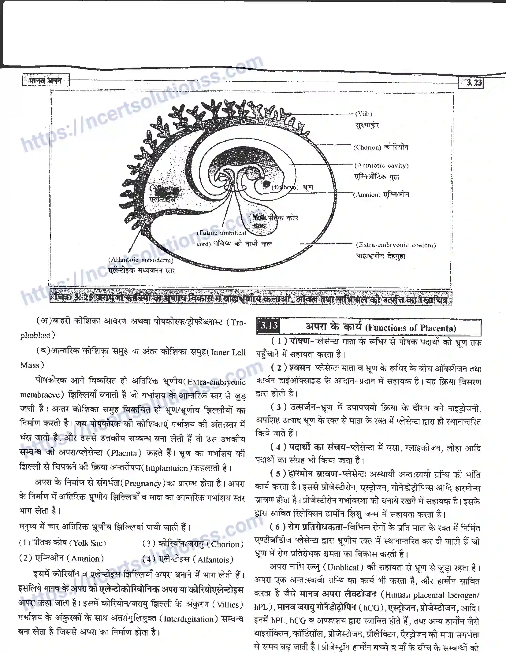 NCERT-Notes-Class-12-जीवand-विज्ञान-मानव-जनन-941-page-23
