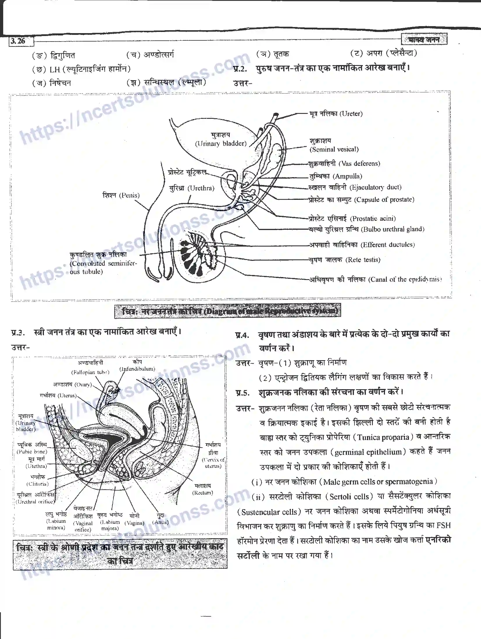 NCERT-Notes-Class-12-जीवand-विज्ञान-मानव-जनन-941-page-26