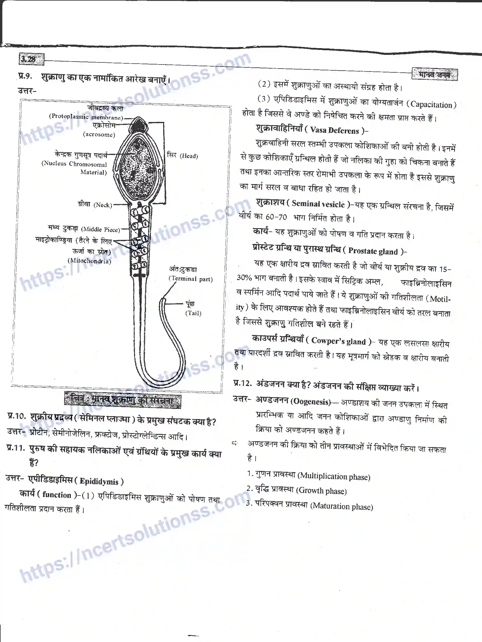 NCERT-Notes-Class-12-जीवand-विज्ञान-मानव-जनन-941-page-28