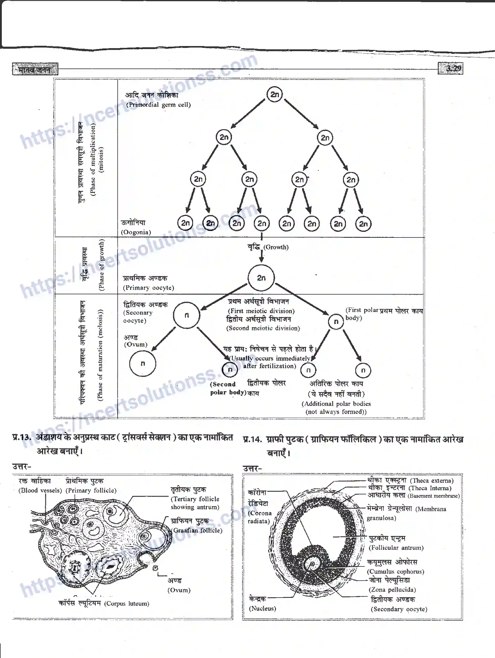NCERT-Notes-Class-12-जीवand-विज्ञान-मानव-जनन-941-page-29