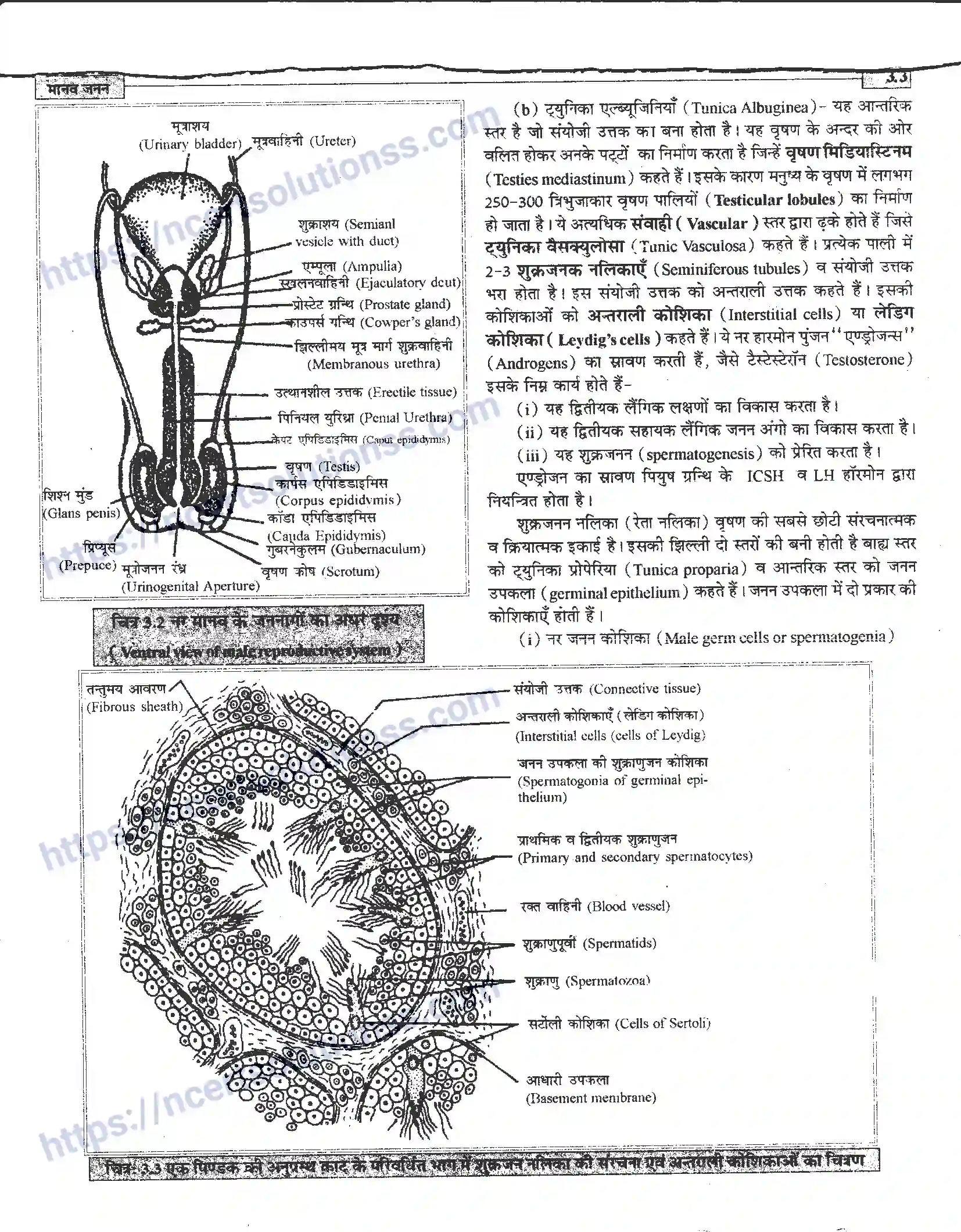 NCERT-Notes-Class-12-जीवand-विज्ञान-मानव-जनन-941-page-3