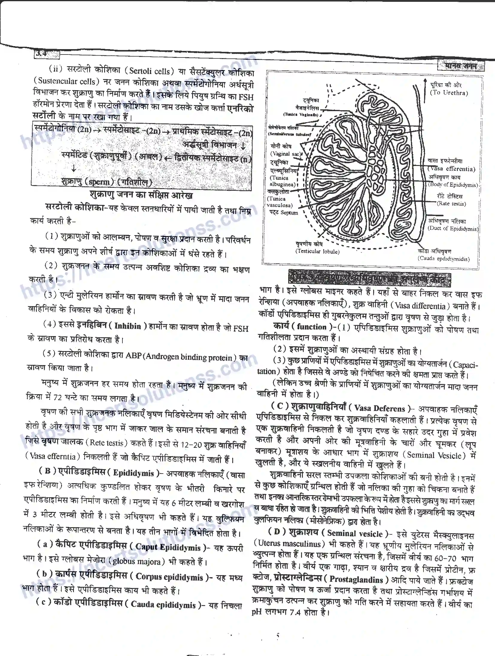 NCERT-Notes-Class-12-जीवand-विज्ञान-मानव-जनन-941-page-4