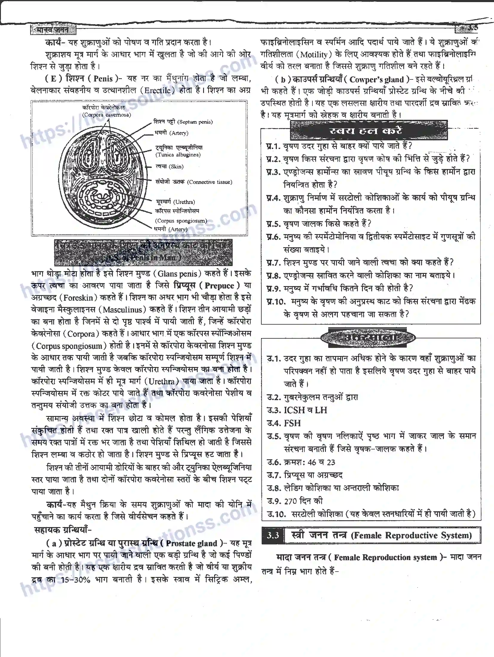 NCERT-Notes-Class-12-जीवand-विज्ञान-मानव-जनन-941-page-5