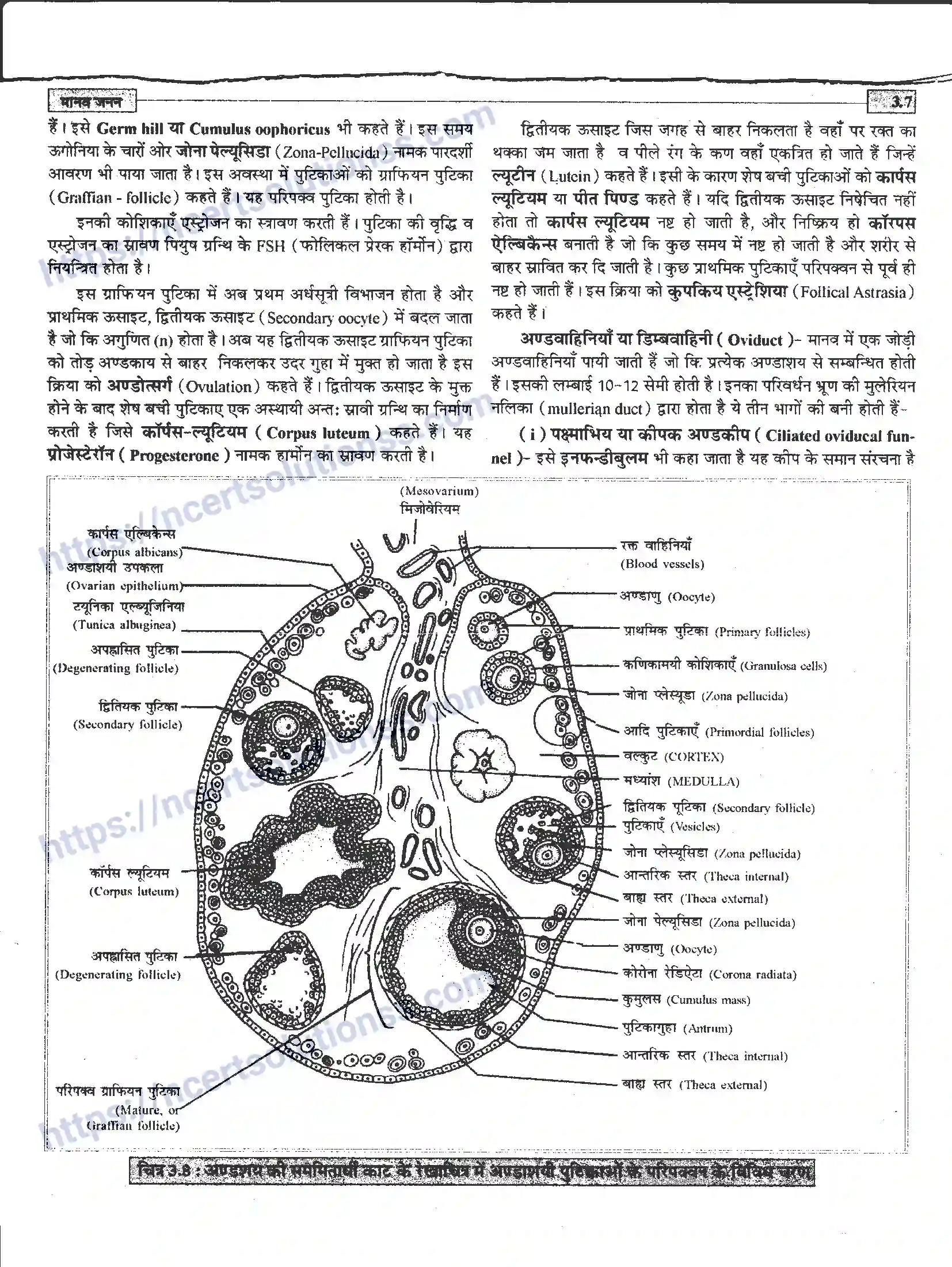 NCERT-Notes-Class-12-जीवand-विज्ञान-मानव-जनन-941-page-7