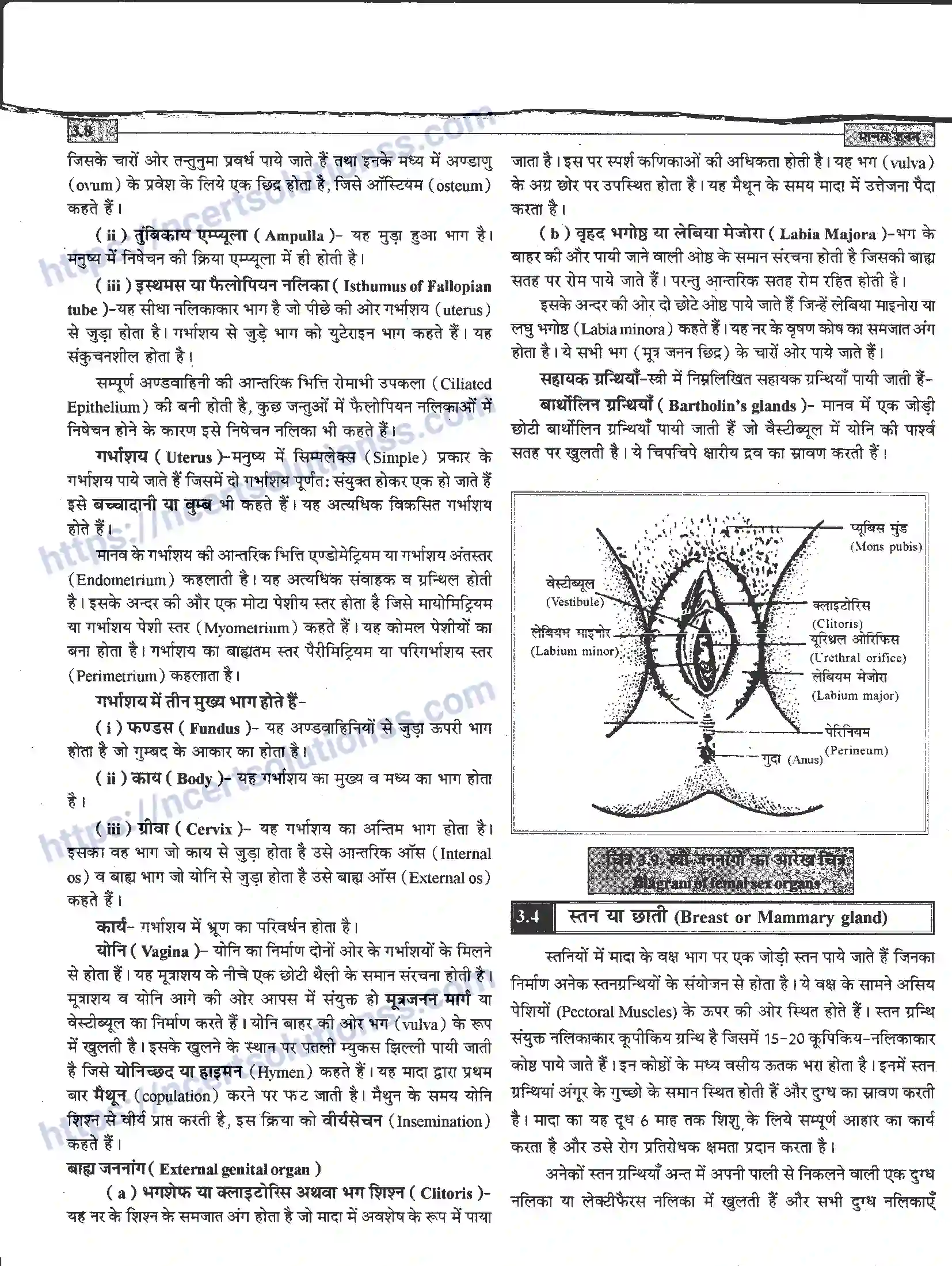 NCERT-Notes-Class-12-जीवand-विज्ञान-मानव-जनन-941-page-8