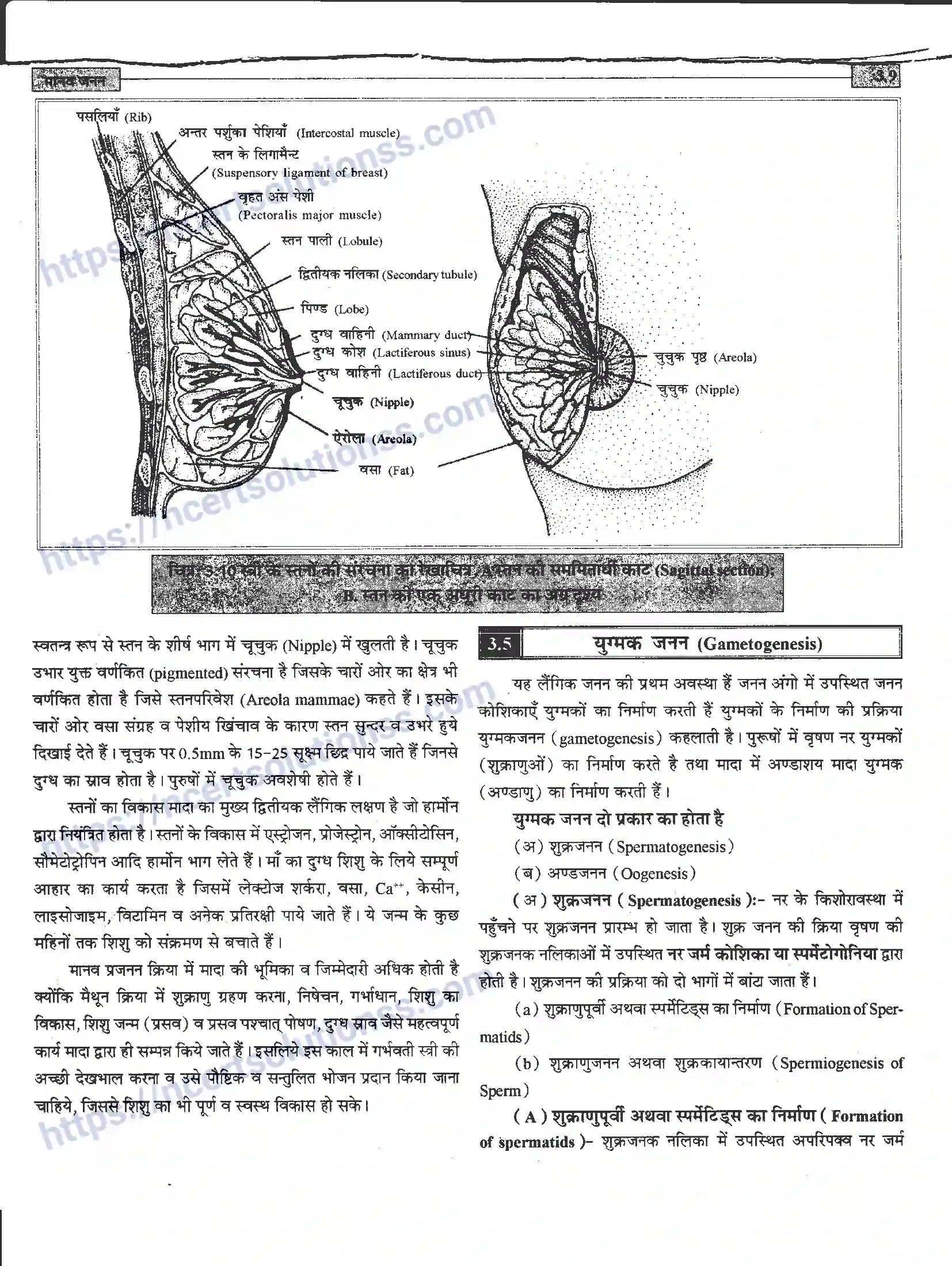 NCERT-Notes-Class-12-जीवand-विज्ञान-मानव-जनन-941-page-9