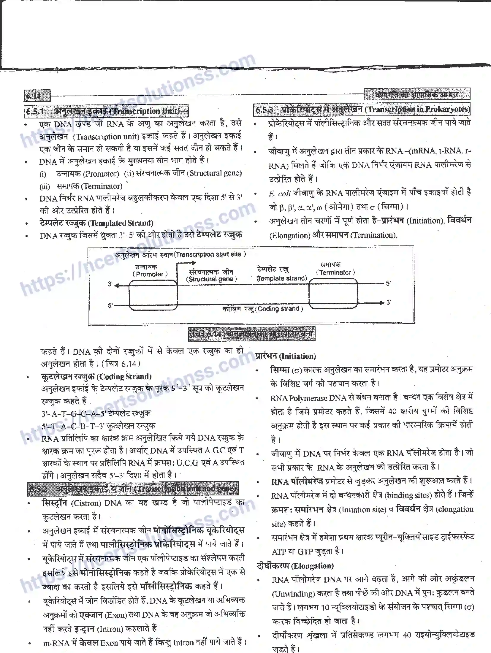 NCERT-Notes-Class-12-जीवand-विज्ञान-वंशागति-का-आणविक-आधार-944-page-14