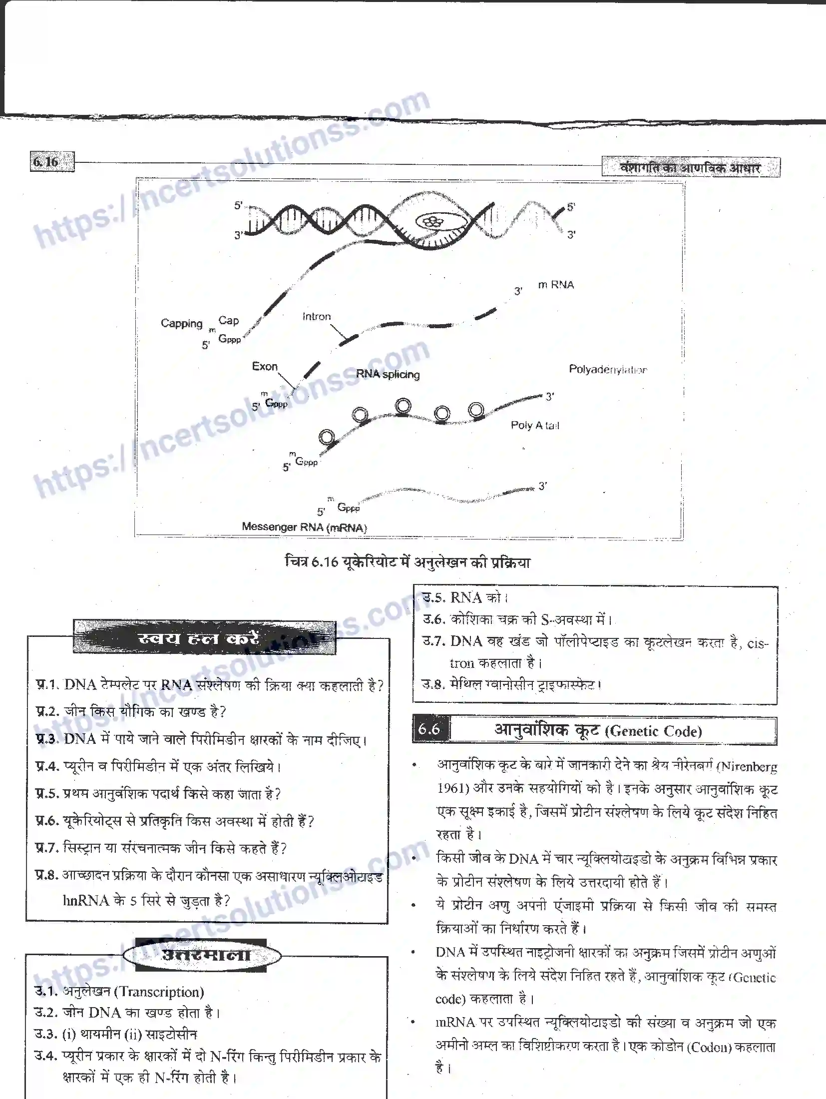 NCERT-Notes-Class-12-जीवand-विज्ञान-वंशागति-का-आणविक-आधार-944-page-16