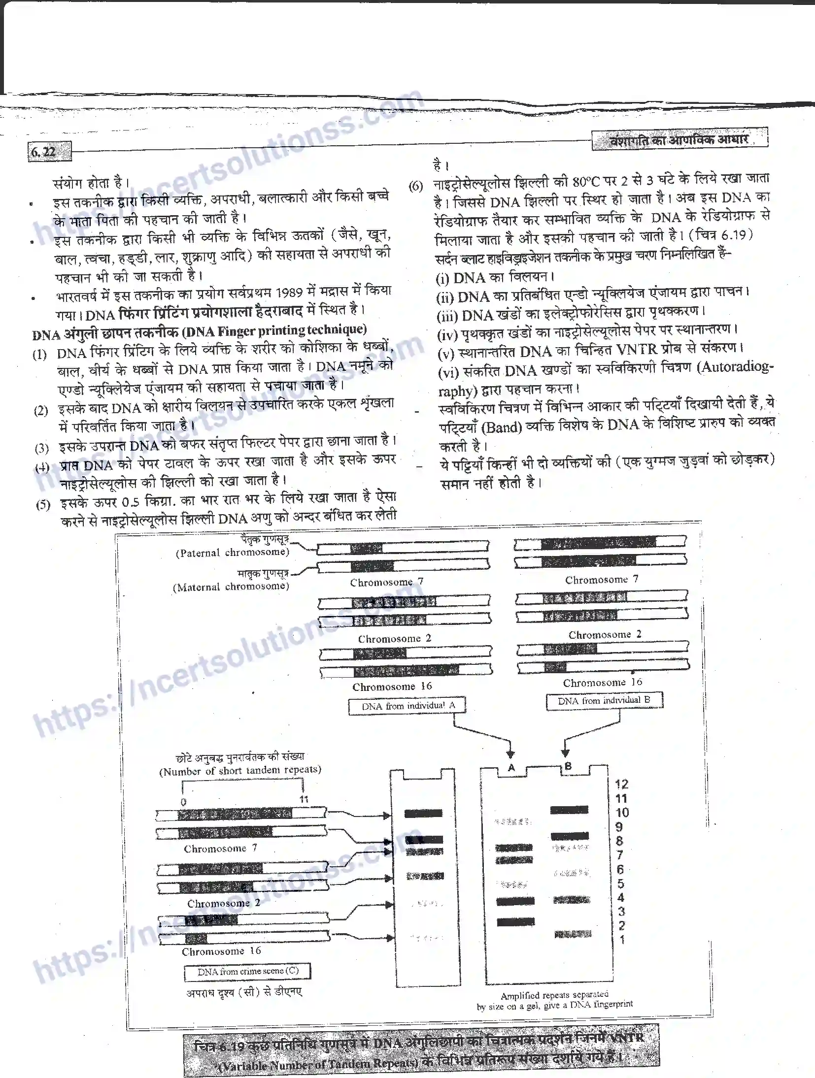 NCERT-Notes-Class-12-जीवand-विज्ञान-वंशागति-का-आणविक-आधार-944-page-22