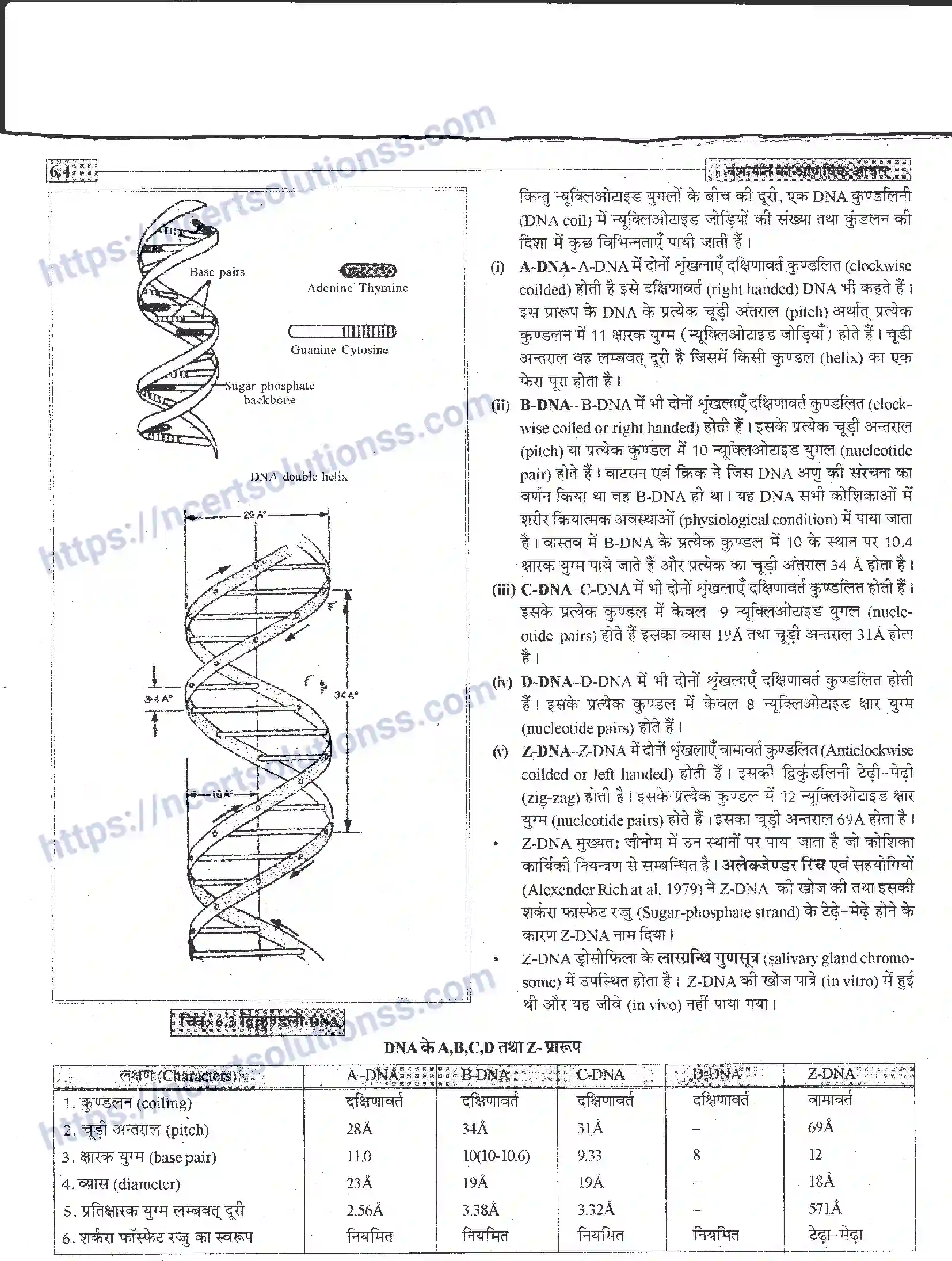 NCERT-Notes-Class-12-जीवand-विज्ञान-वंशागति-का-आणविक-आधार-944-page-4