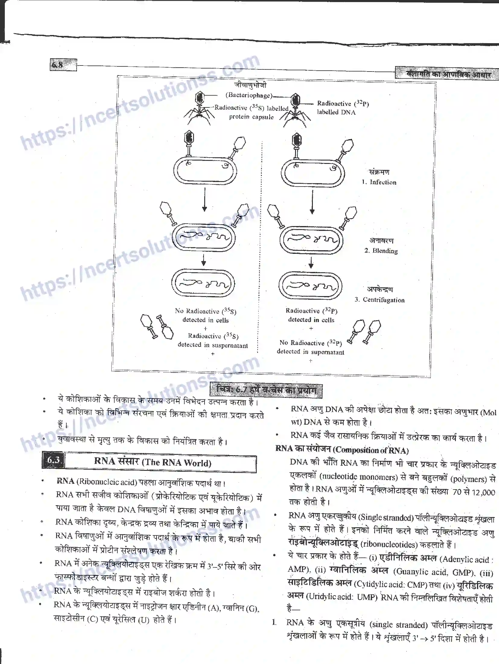 NCERT-Notes-Class-12-जीवand-विज्ञान-वंशागति-का-आणविक-आधार-944-page-8