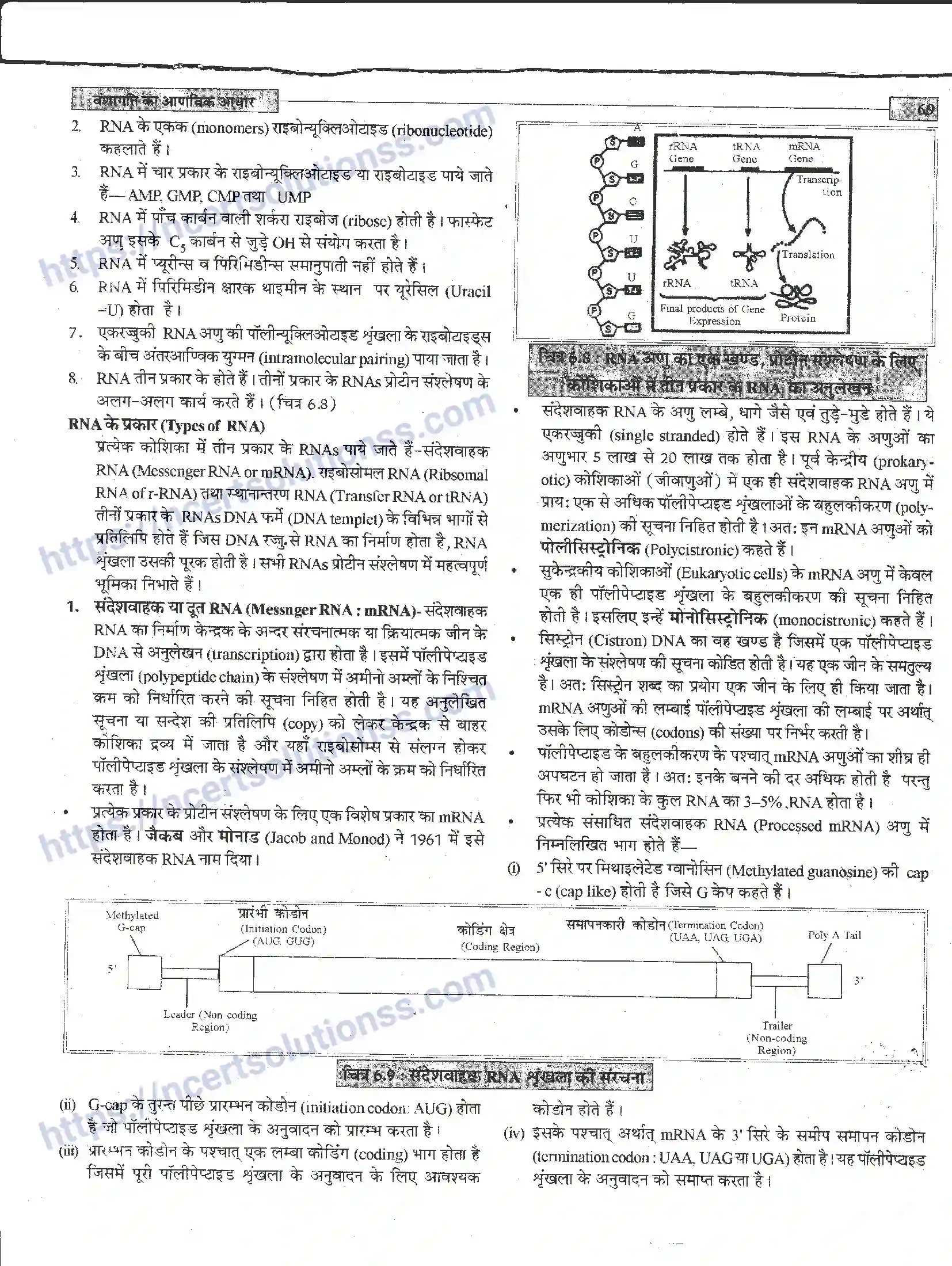 NCERT-Notes-Class-12-जीवand-विज्ञान-वंशागति-का-आणविक-आधार-944-page-9