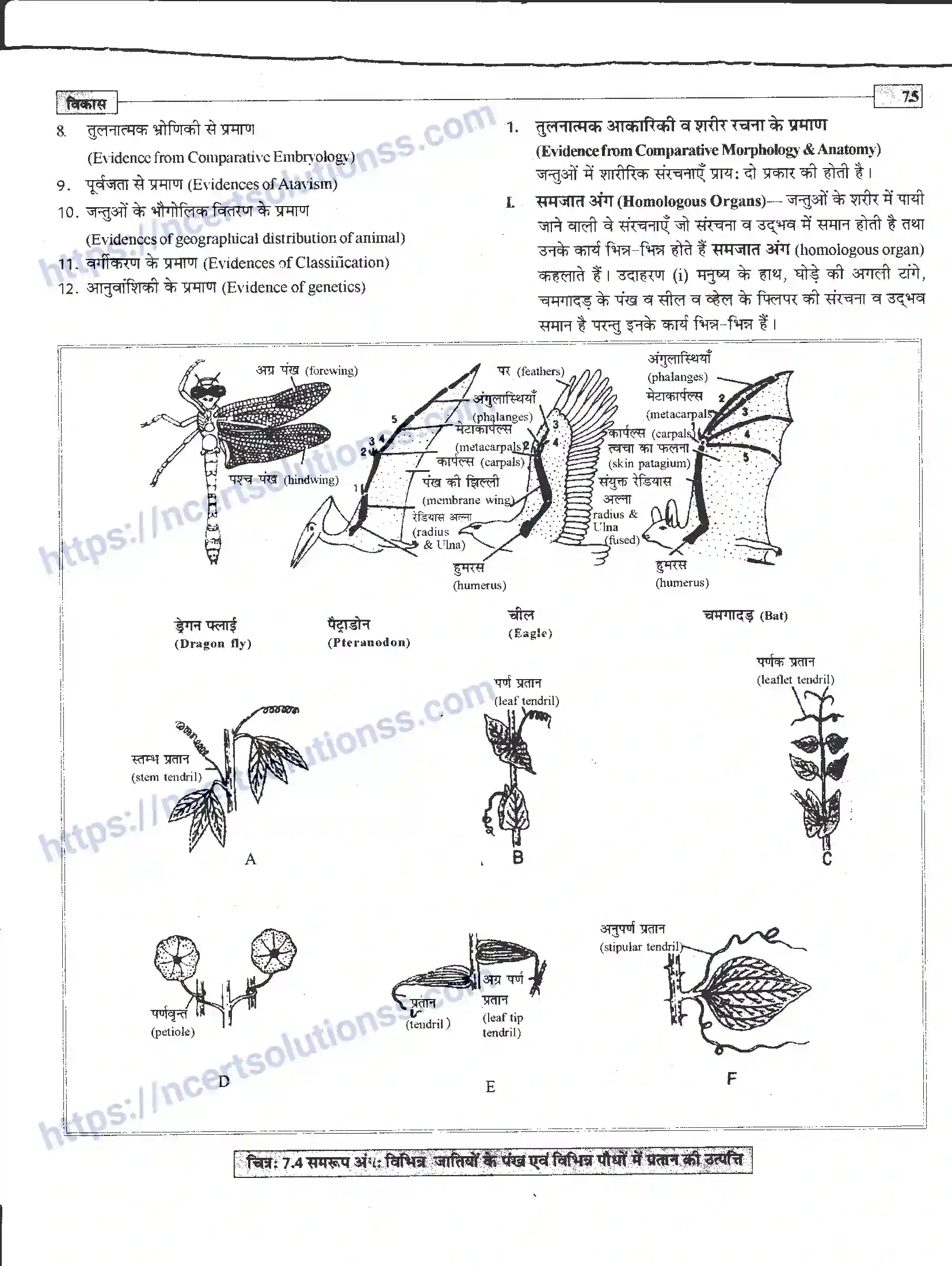 NCERT-Notes-Class-12-जीवand-विज्ञान-विकास-945-page-5