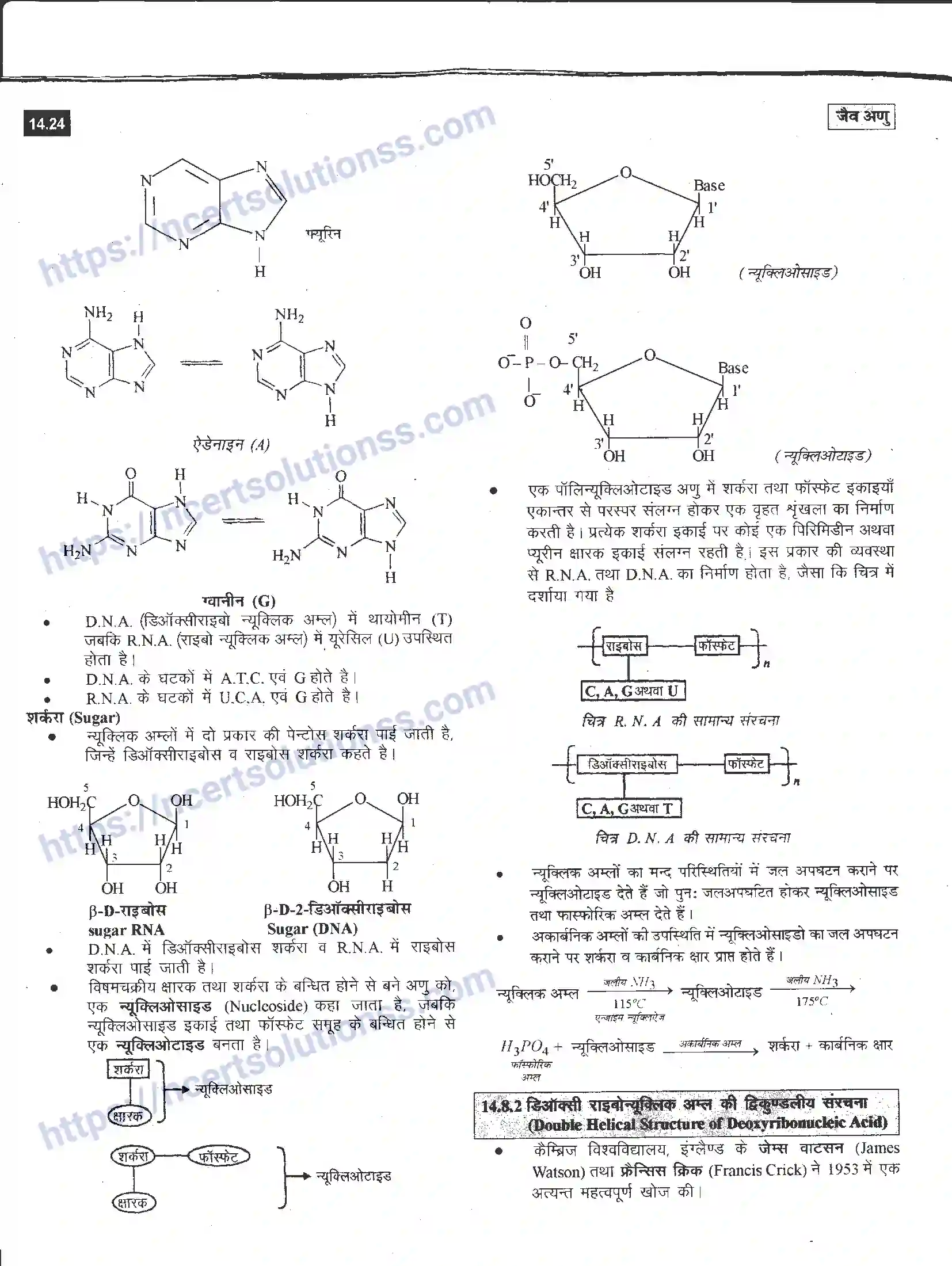 NCERT-Notes-Class-12-रसायन-विज्ञान-जैव-अणु-968-page-24
