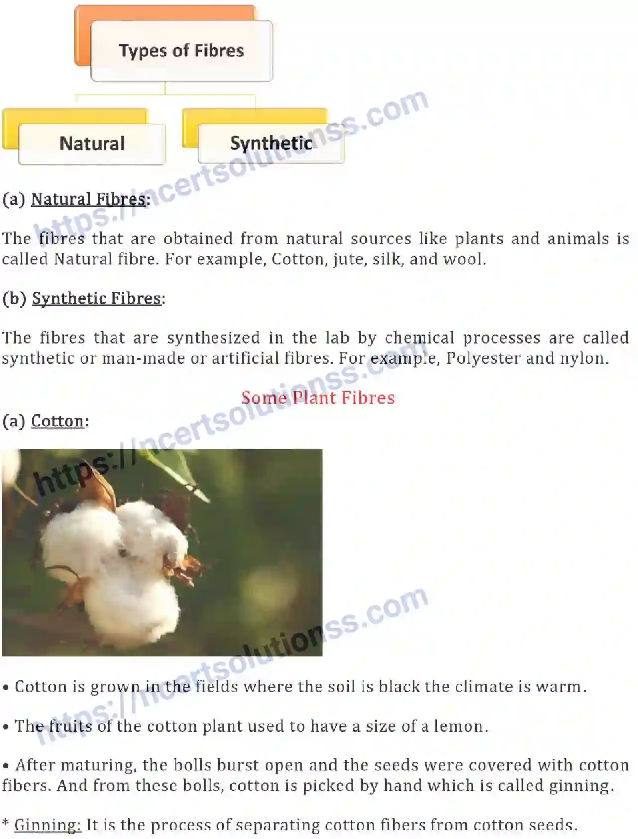 NCERT-Notes-Class-6-Science-Ch-03-Fibre-to-Fabric-748-page-2