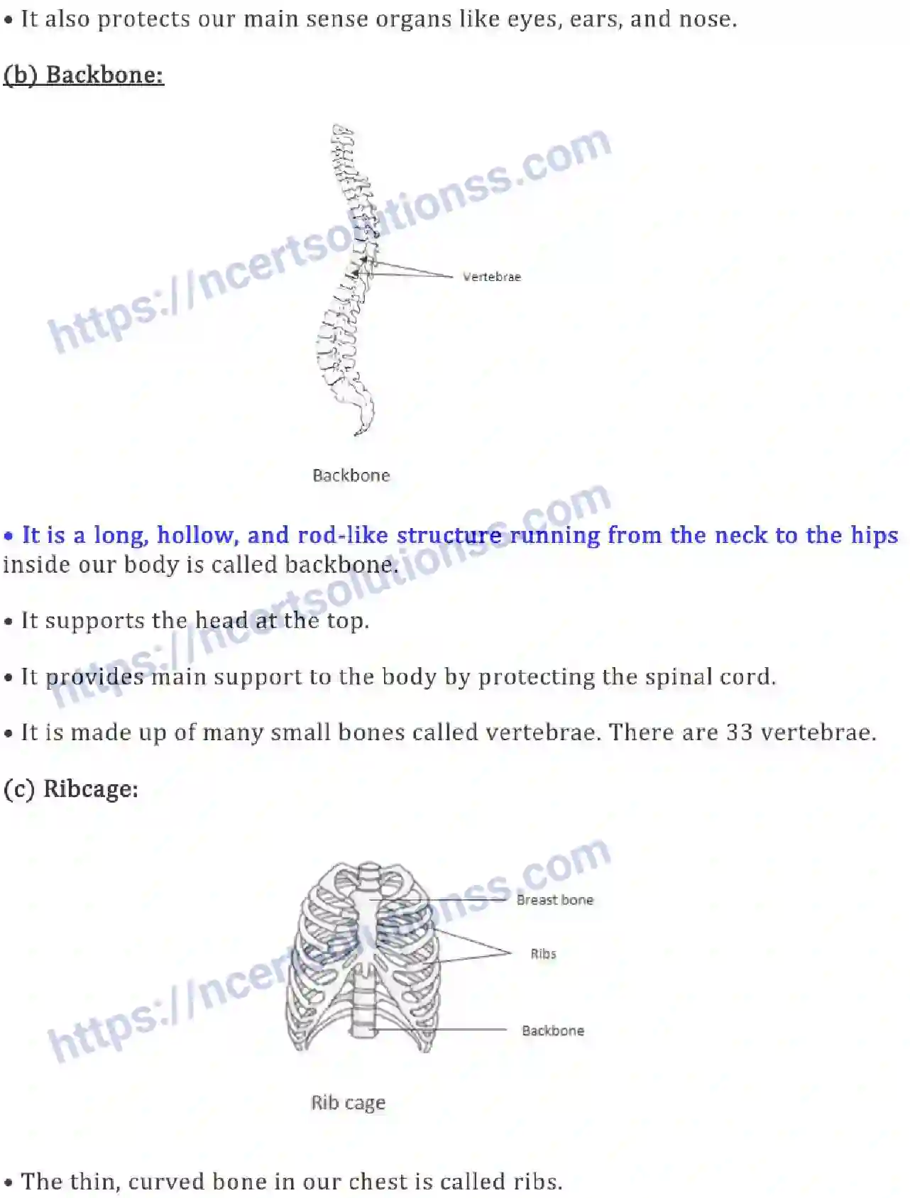 NCERT-Notes-Class-6-Science-Ch-08-Body-Movements-753-page-3