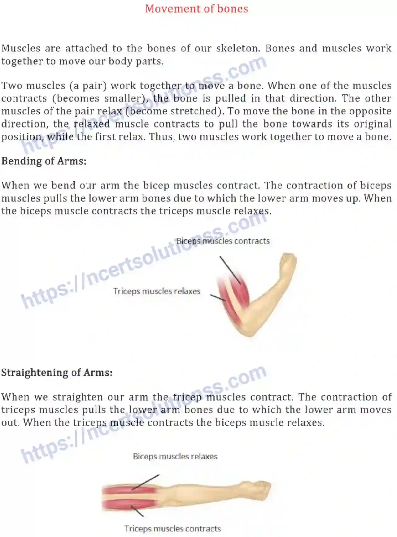 NCERT-Notes-Class-6-Science-Ch-08-Body-Movements-753-page-7