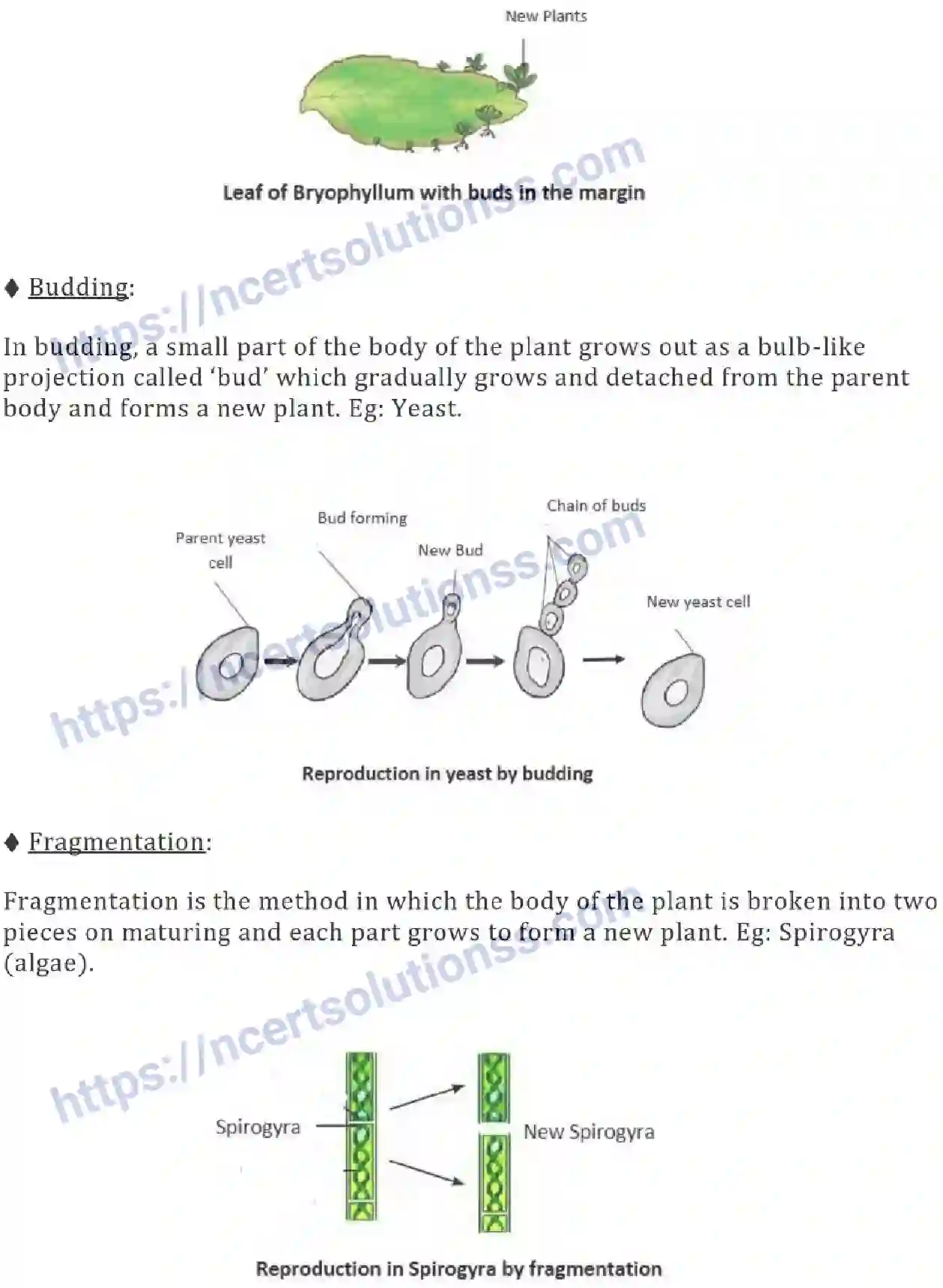 NCERT-Notes-Class-7-Science-Ch-12-Reproduction-in-Plants-695-page-2