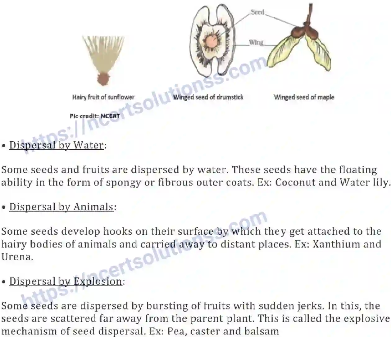 NCERT-Notes-Class-7-Science-Ch-12-Reproduction-in-Plants-695-page-6