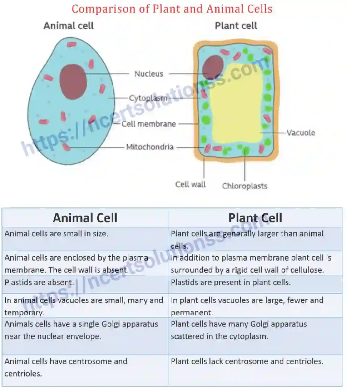 NCERT-Notes-Class-8-Science-Ch-08-Cell-and--Structure-and-Functions-630-page-6