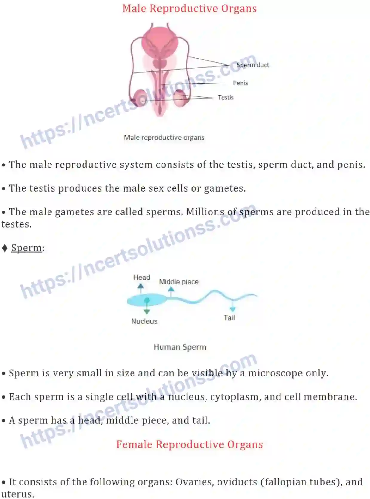 NCERT-Notes-Class-8-Science-Ch-09-Reproduction-in-Animals-631-page-2