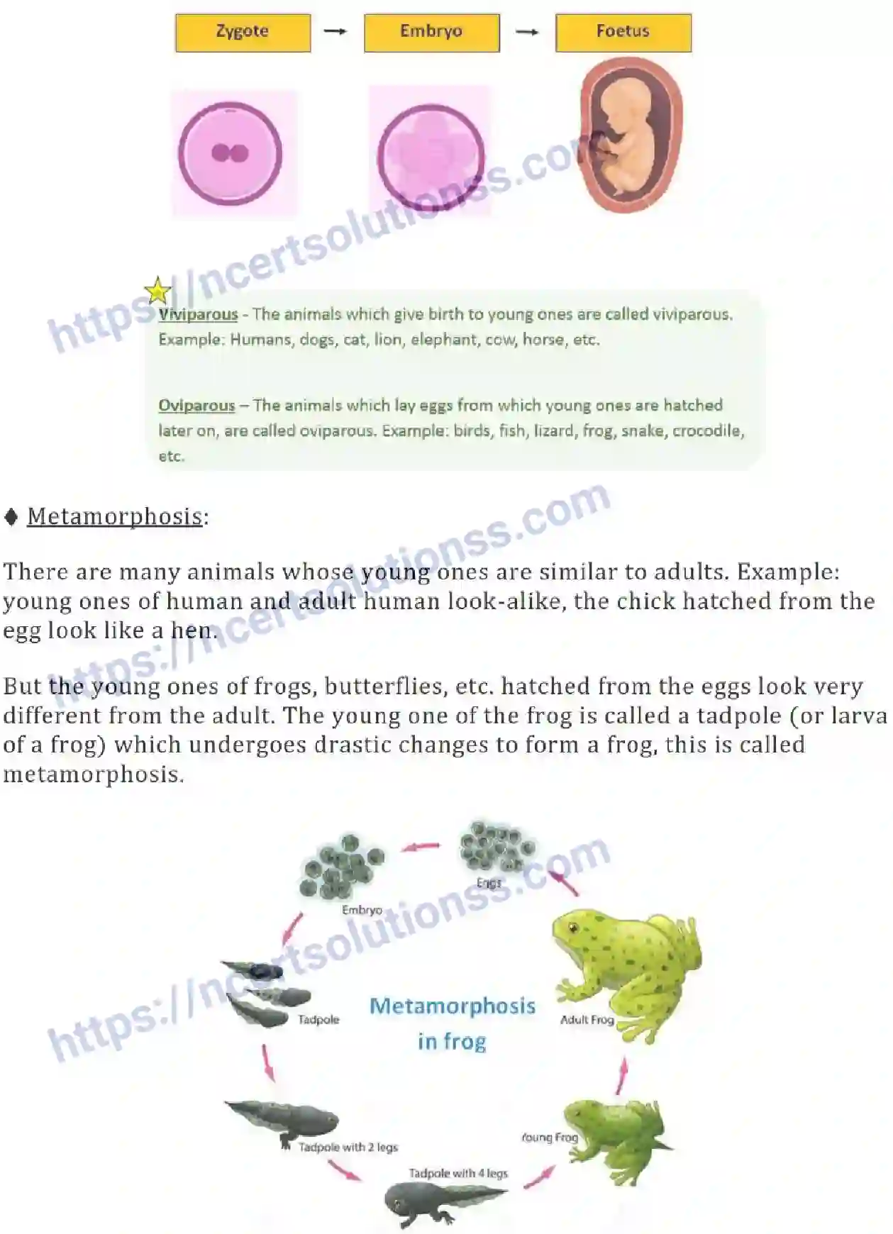 NCERT-Notes-Class-8-Science-Ch-09-Reproduction-in-Animals-631-page-5