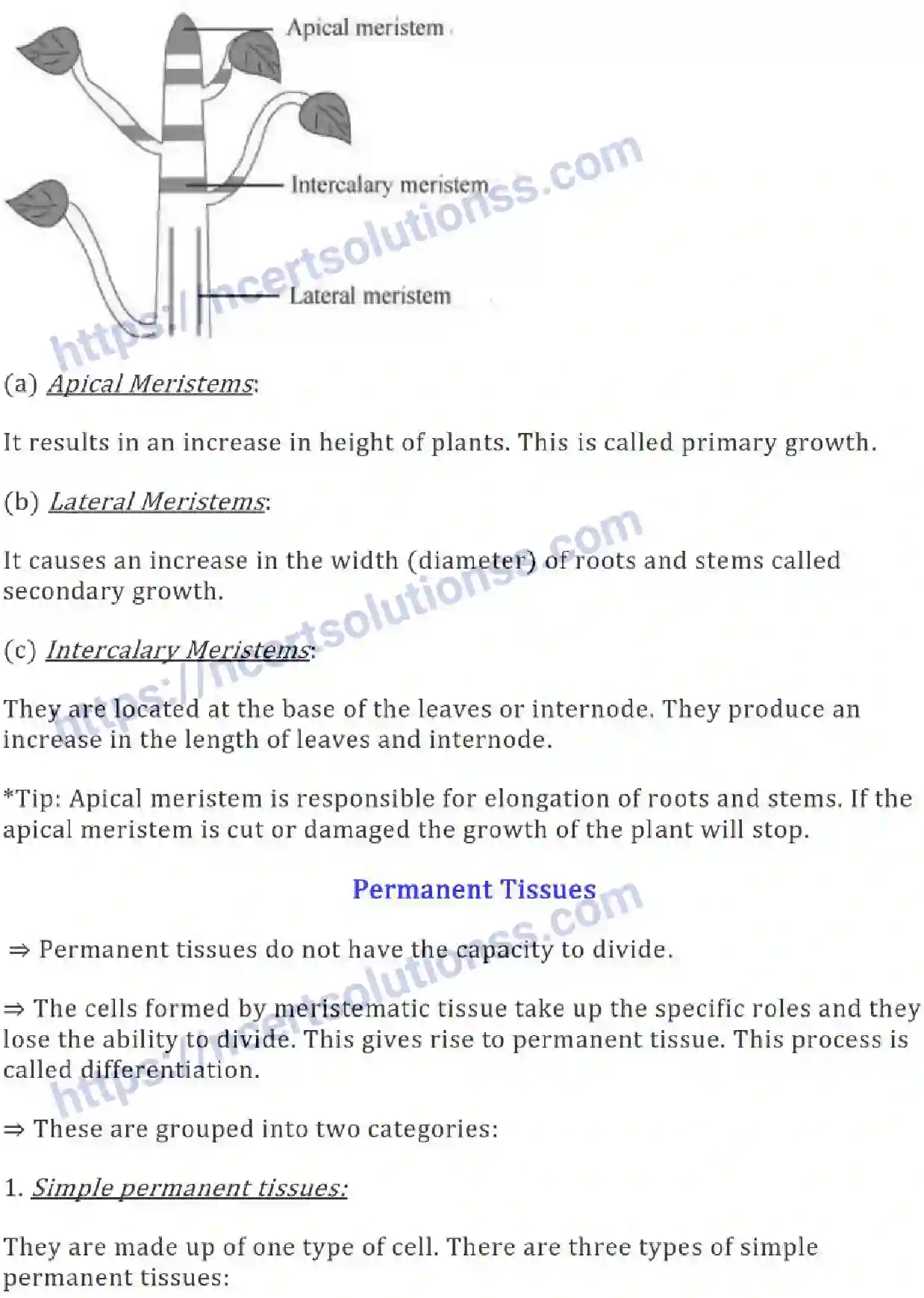 NCERT-Notes-Class-9-Science-Tissues-574-page-2