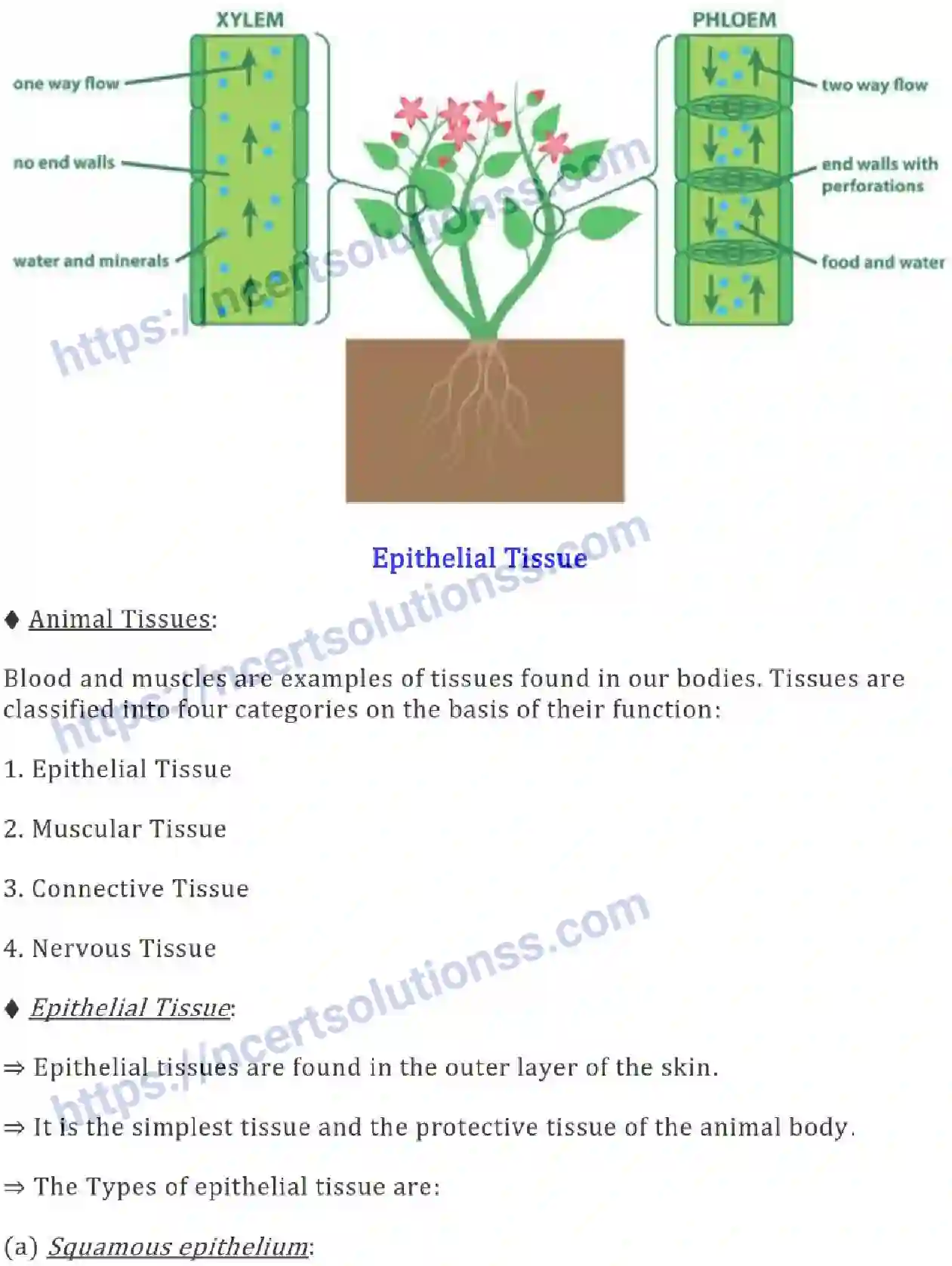 NCERT-Notes-Class-9-Science-Tissues-574-page-4