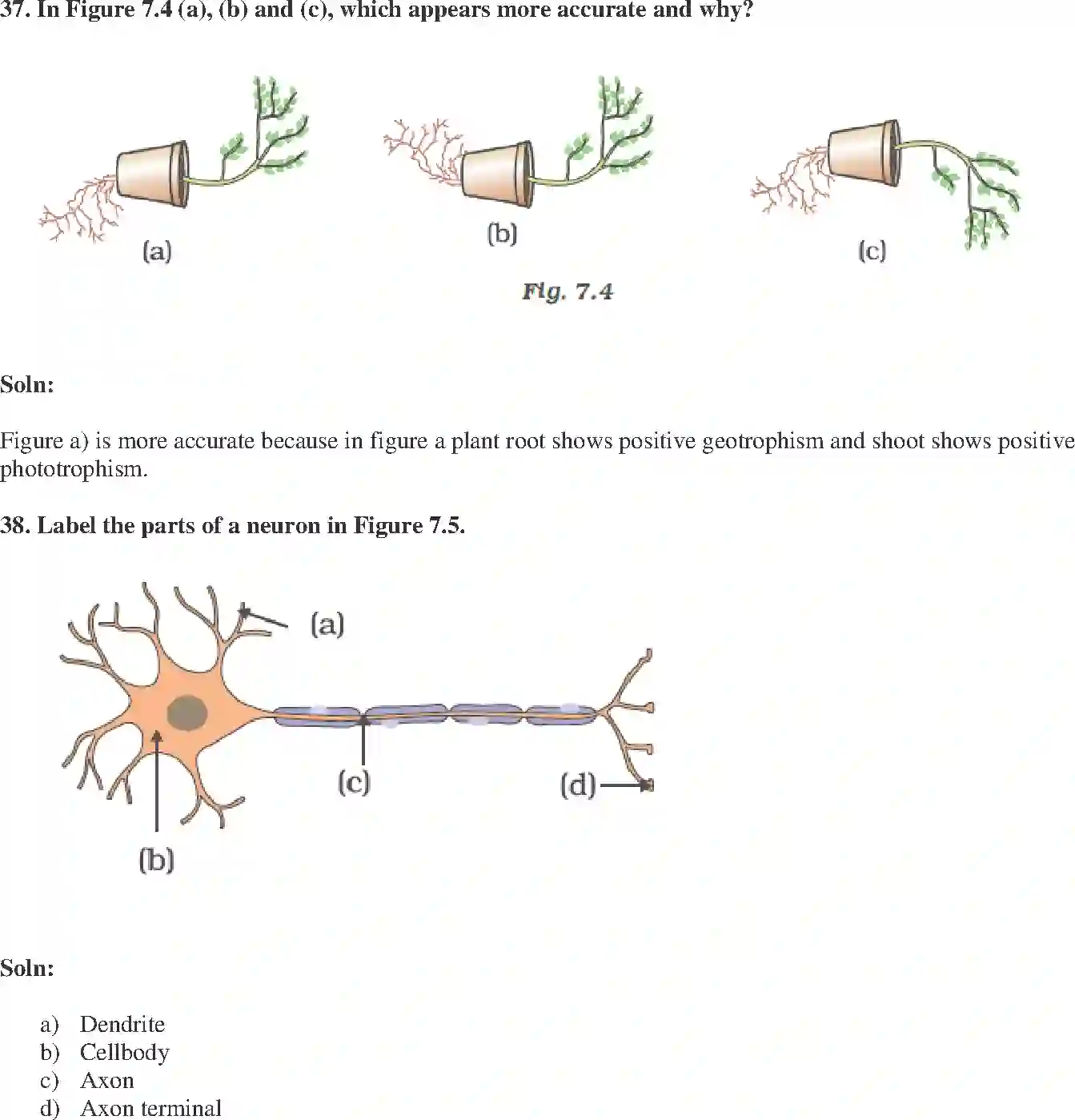 NCERT-Solution-Class-10-Science-Exemplar-Control-and-Coordination-981-page-14