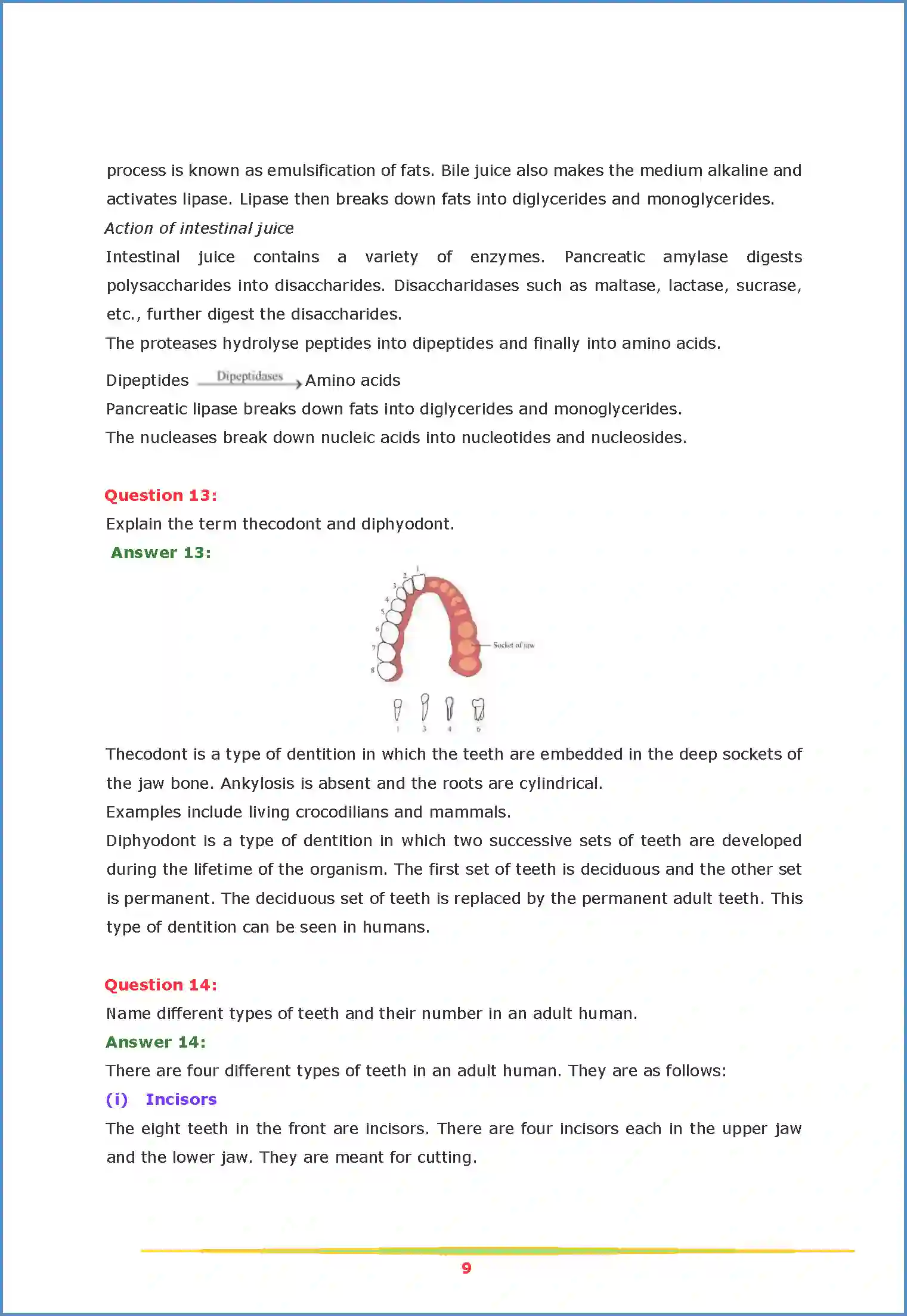 NCERT-Solution-Class-11-Biology-Chapter-16-Digestion-and-Absorption-2626-page-9