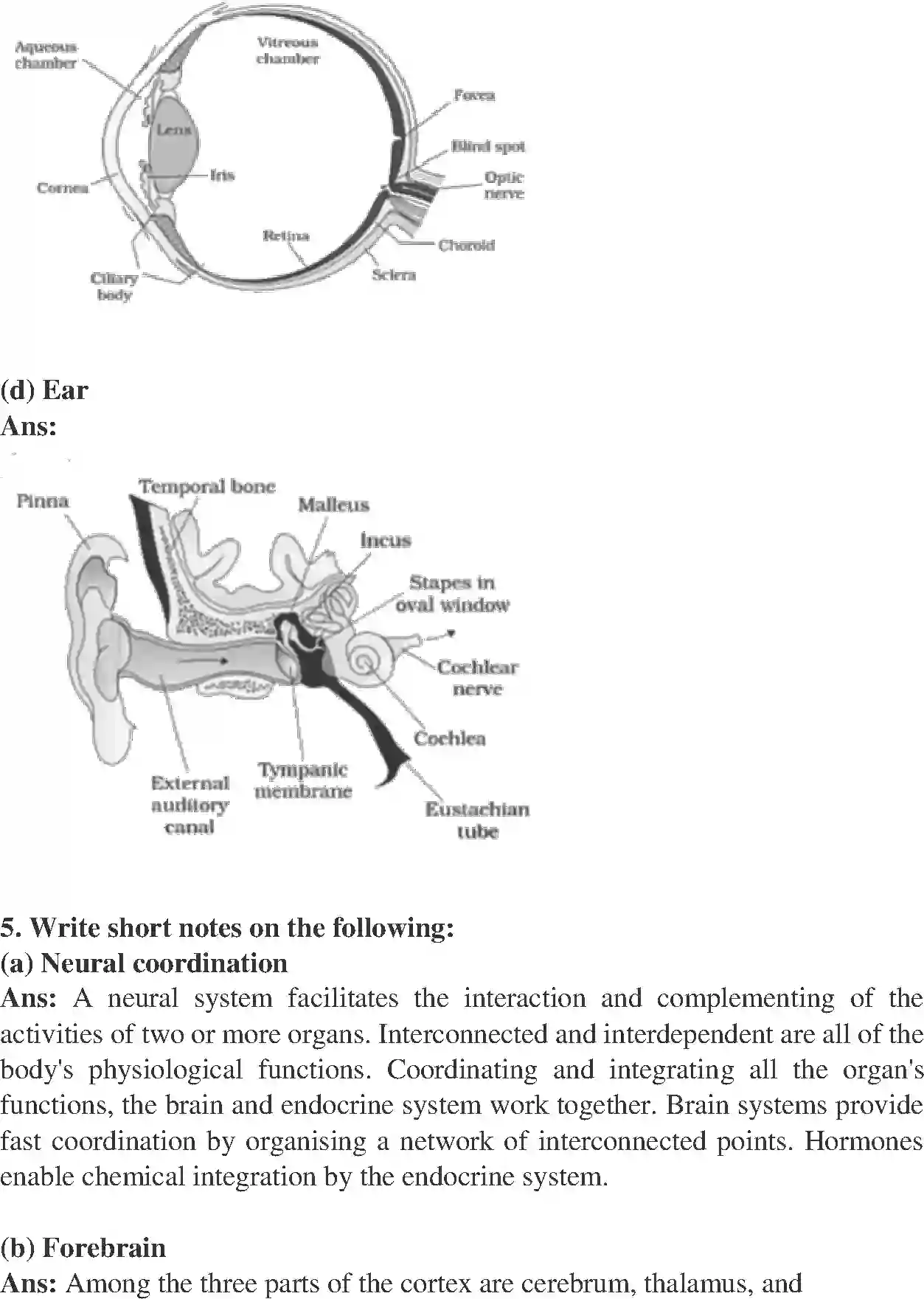 NCERT-Solution-Class-11-Biology-Chapter-21-Chemical-Coordination-and-integration-2610-page-6