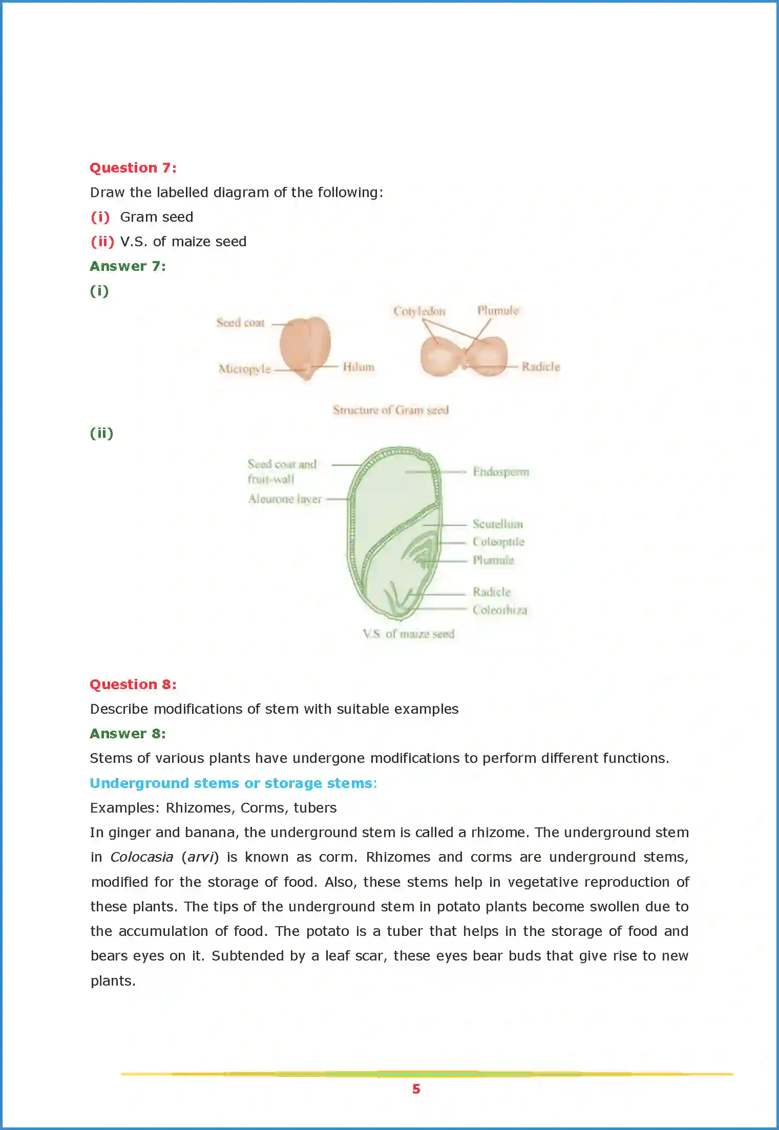 NCERT-Solution-Class-11-Biology-Chapter-5-Morphology-of-Flowering-Plants-443-page-5