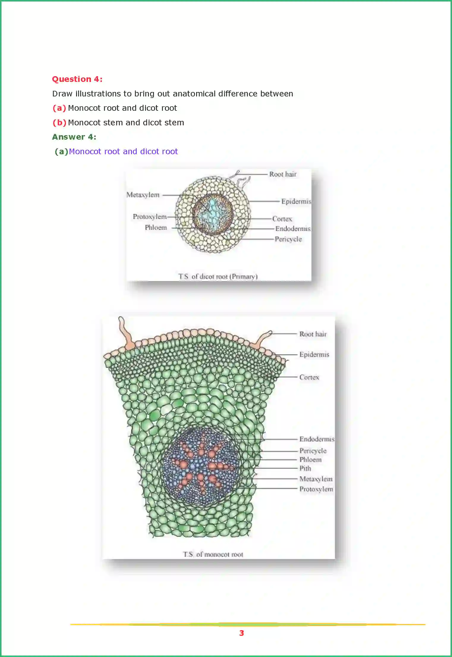 NCERT-Solution-Class-11-Biology-Chapter-6-Anatomy-of-Flowering-Plants-444-page-3