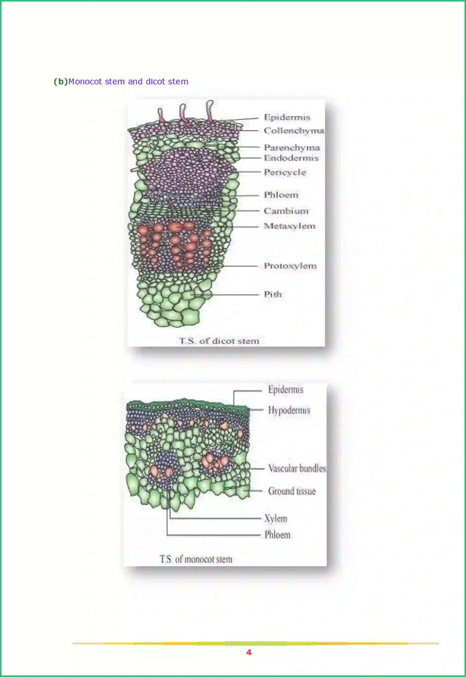 NCERT-Solution-Class-11-Biology-Chapter-6-Anatomy-of-Flowering-Plants-444-page-4