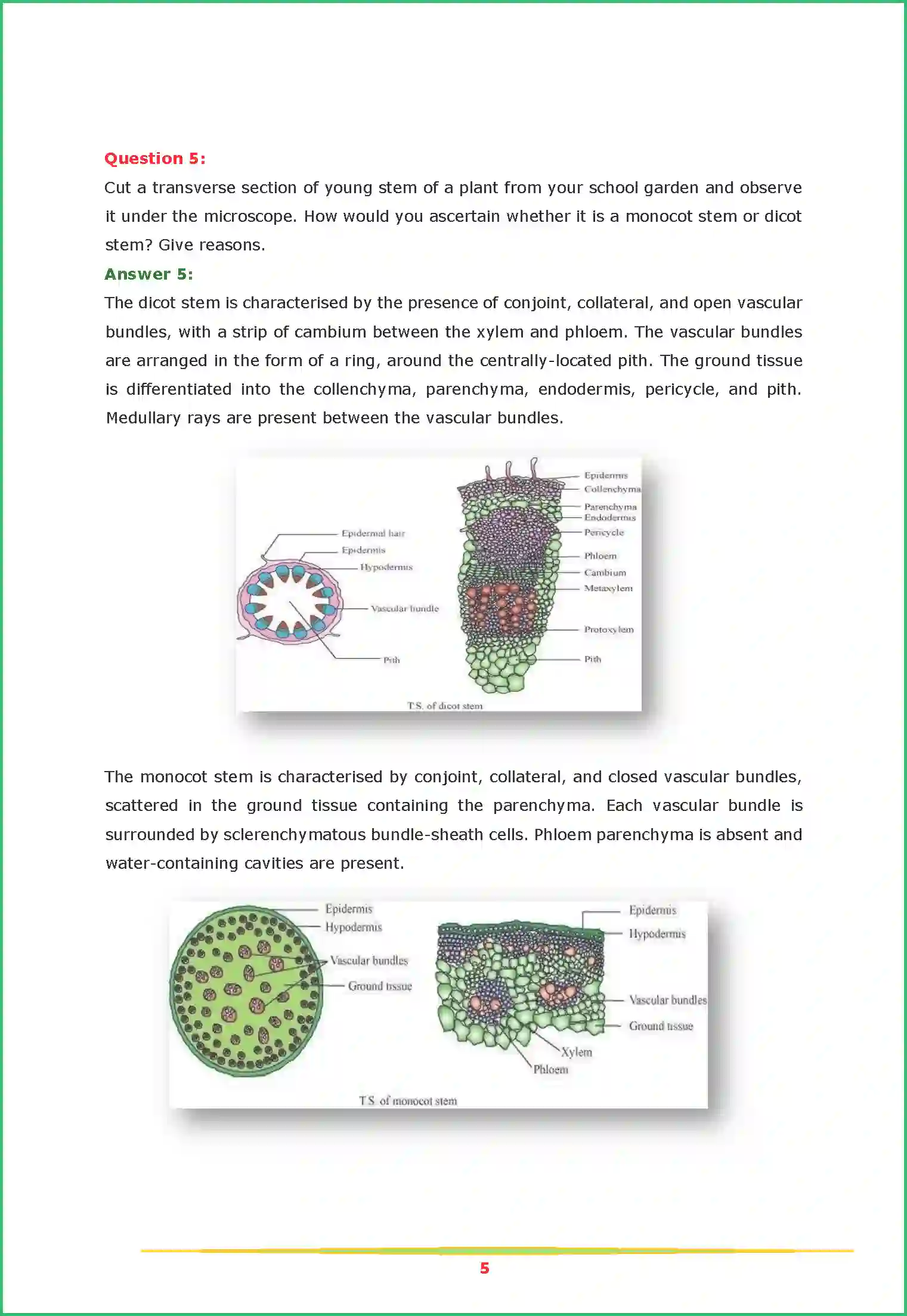 NCERT-Solution-Class-11-Biology-Chapter-6-Anatomy-of-Flowering-Plants-444-page-5