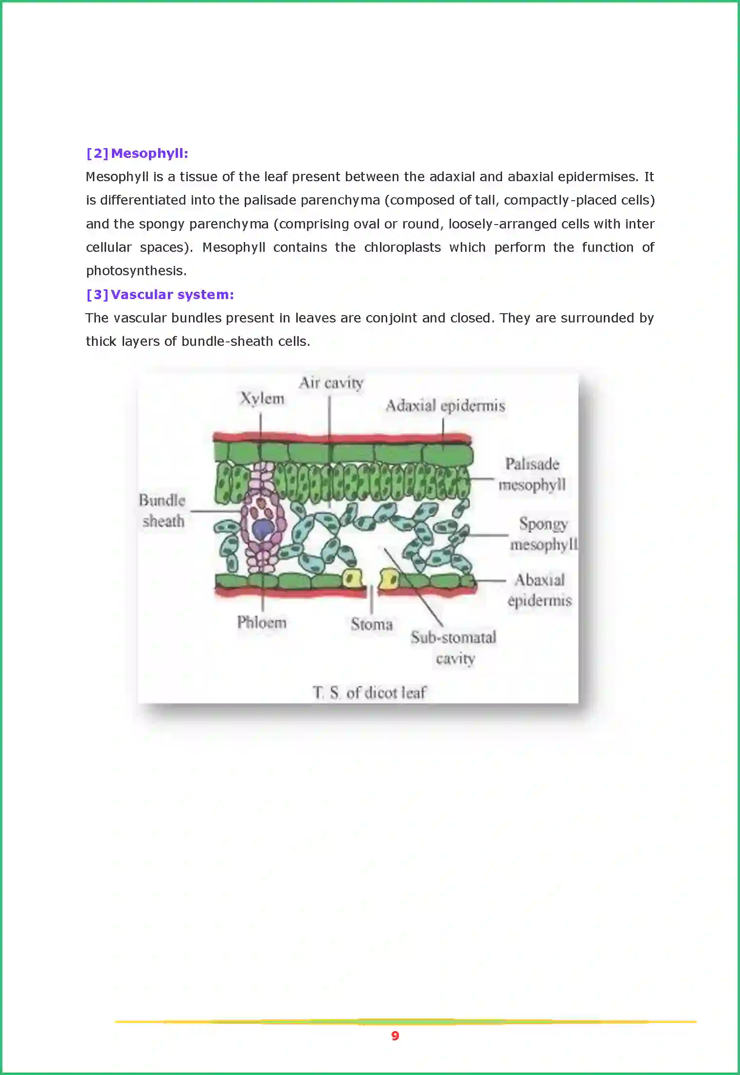 NCERT-Solution-Class-11-Biology-Chapter-6-Anatomy-of-Flowering-Plants-444-page-9