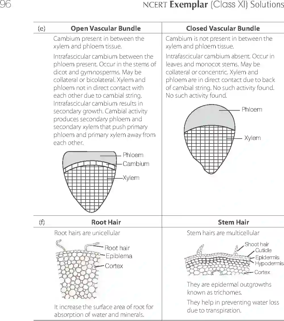 NCERT-Solution-Class-11-Biology-Exemplar-Anatomy-of-Flowering-Plants-2923-page-20